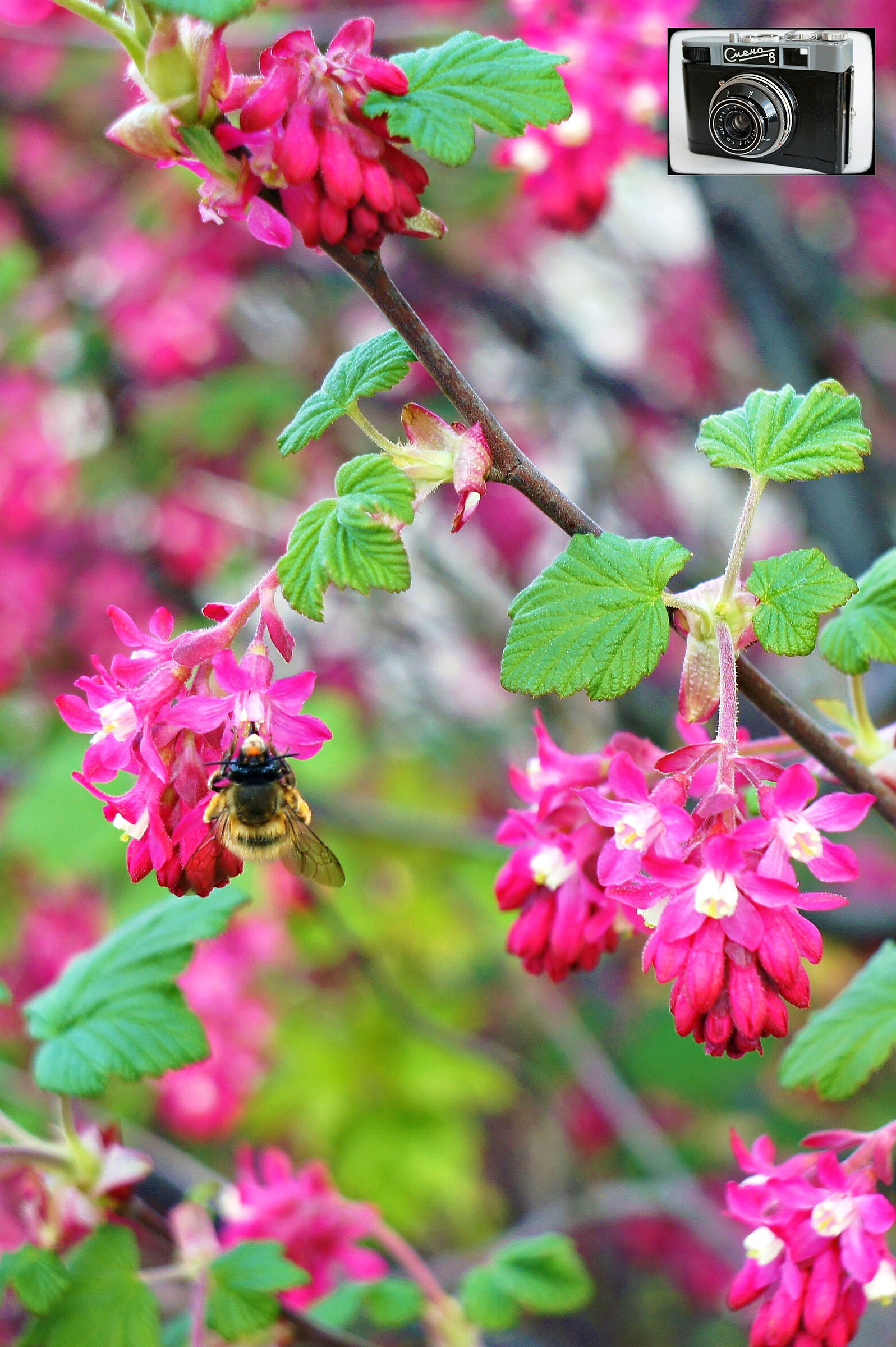 Lomo t-43 Triplet 4/40 lens