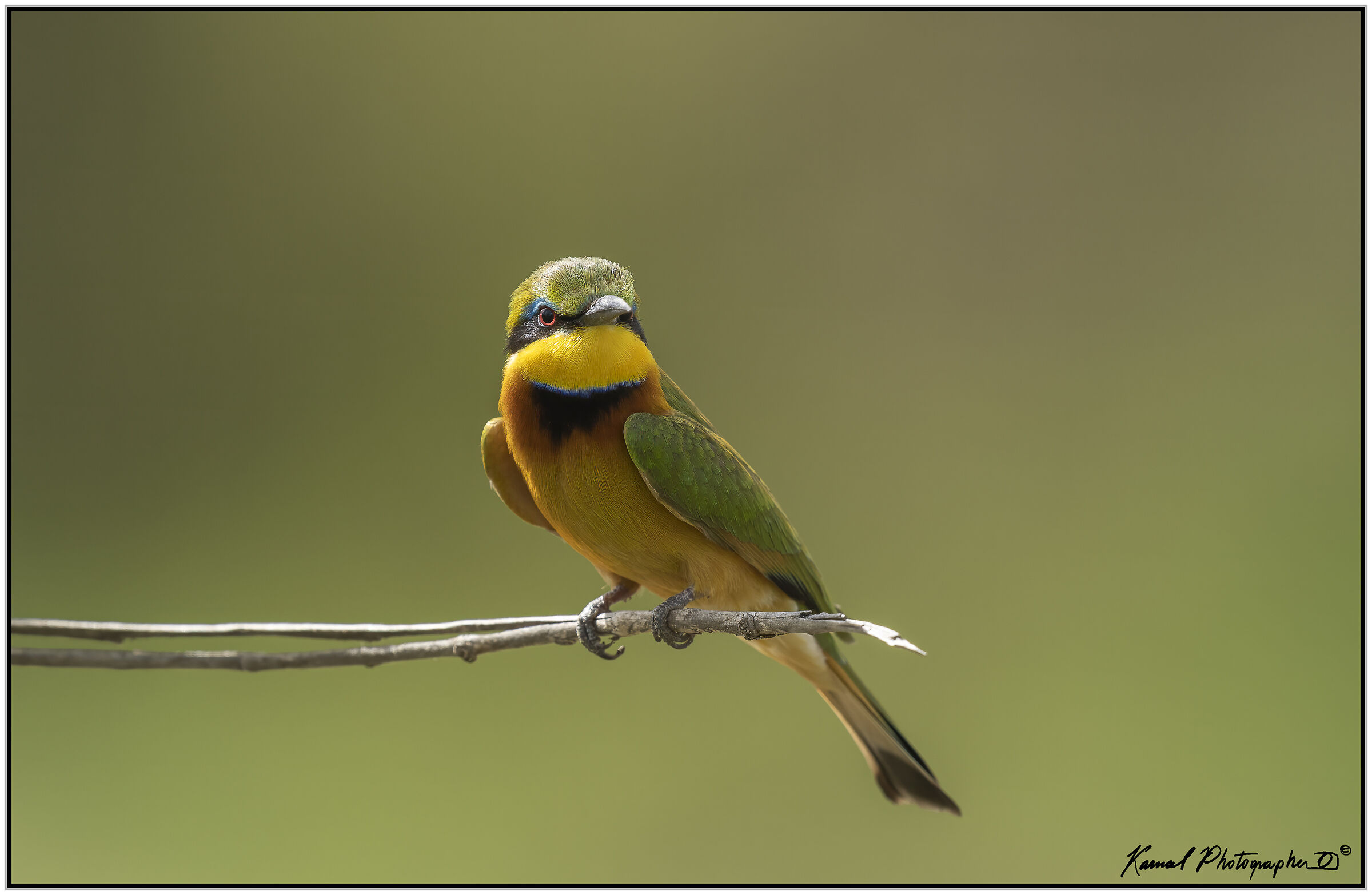 (Gruccione minore)(Merops pusillus)