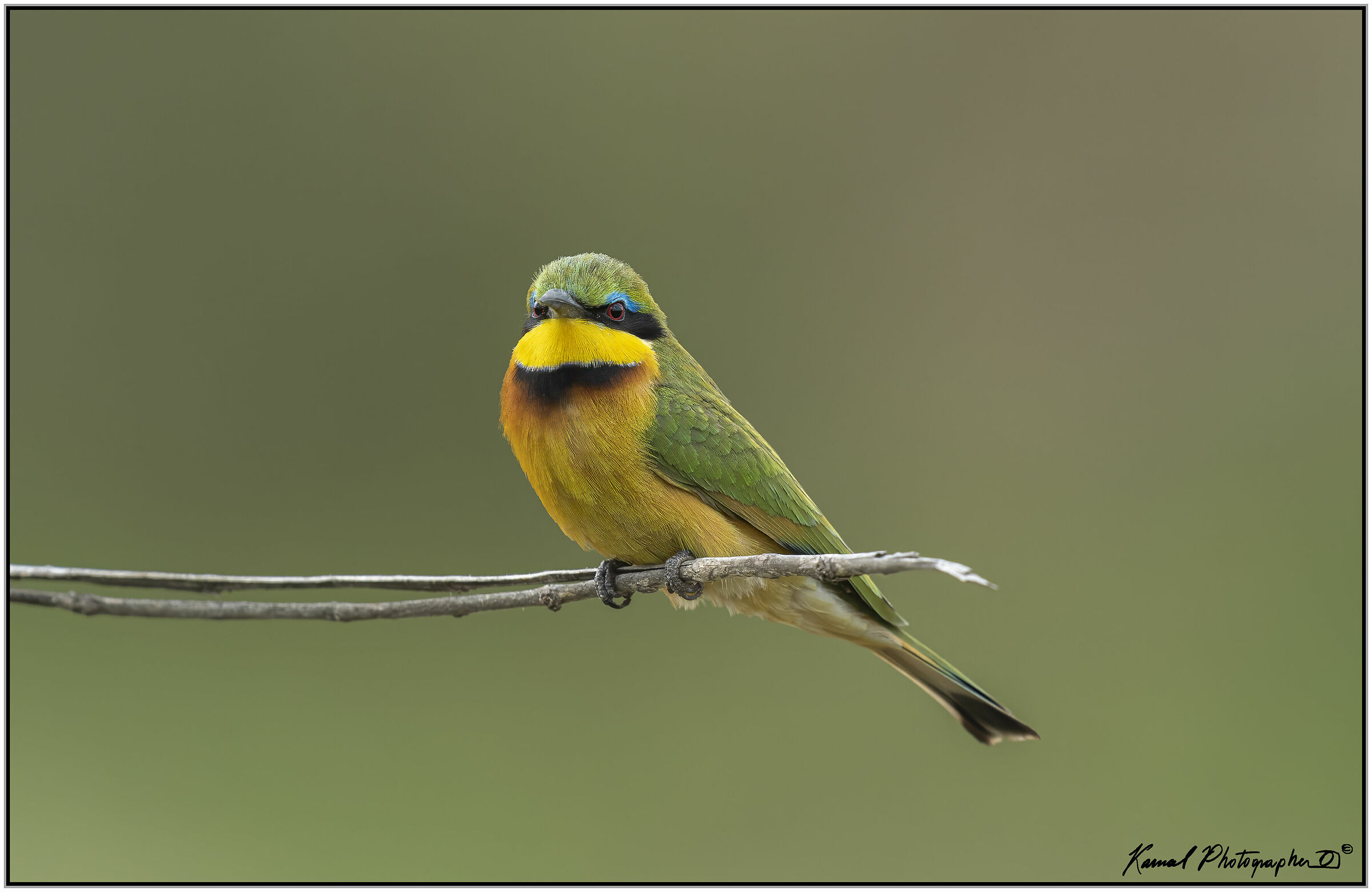 (Gruccione minore)(Merops pusillus)