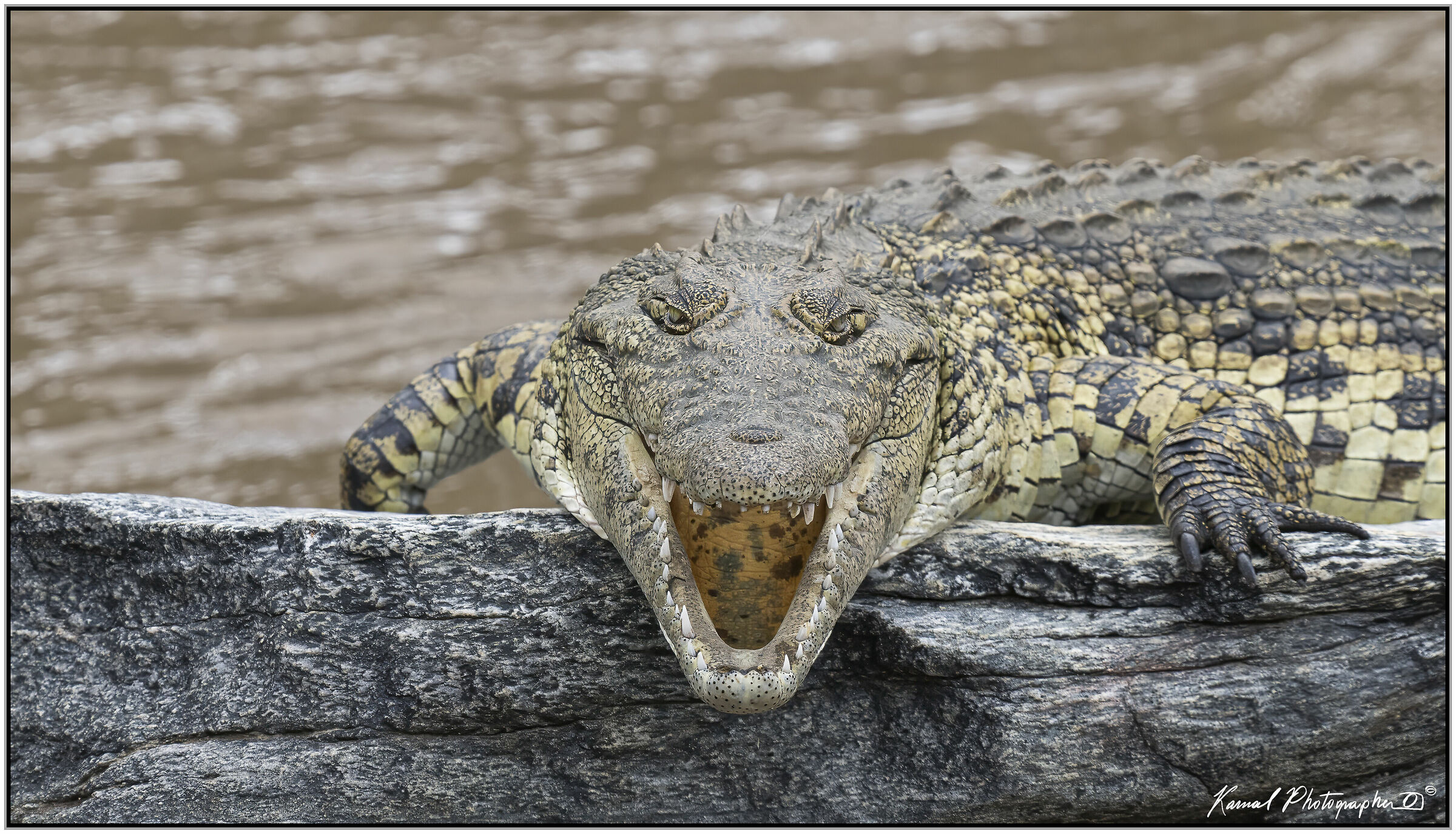 Coccodrillo africano(Crocodylus niloticus)