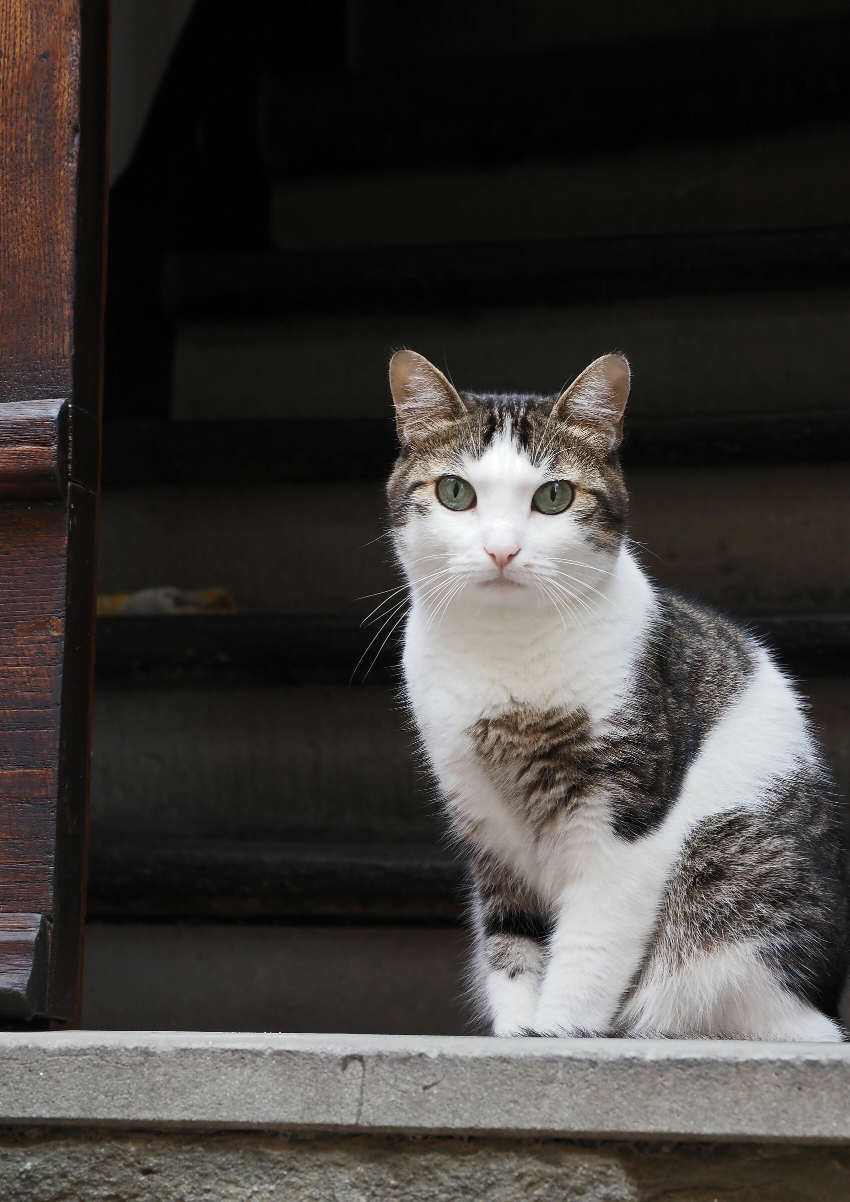 ciao  miao