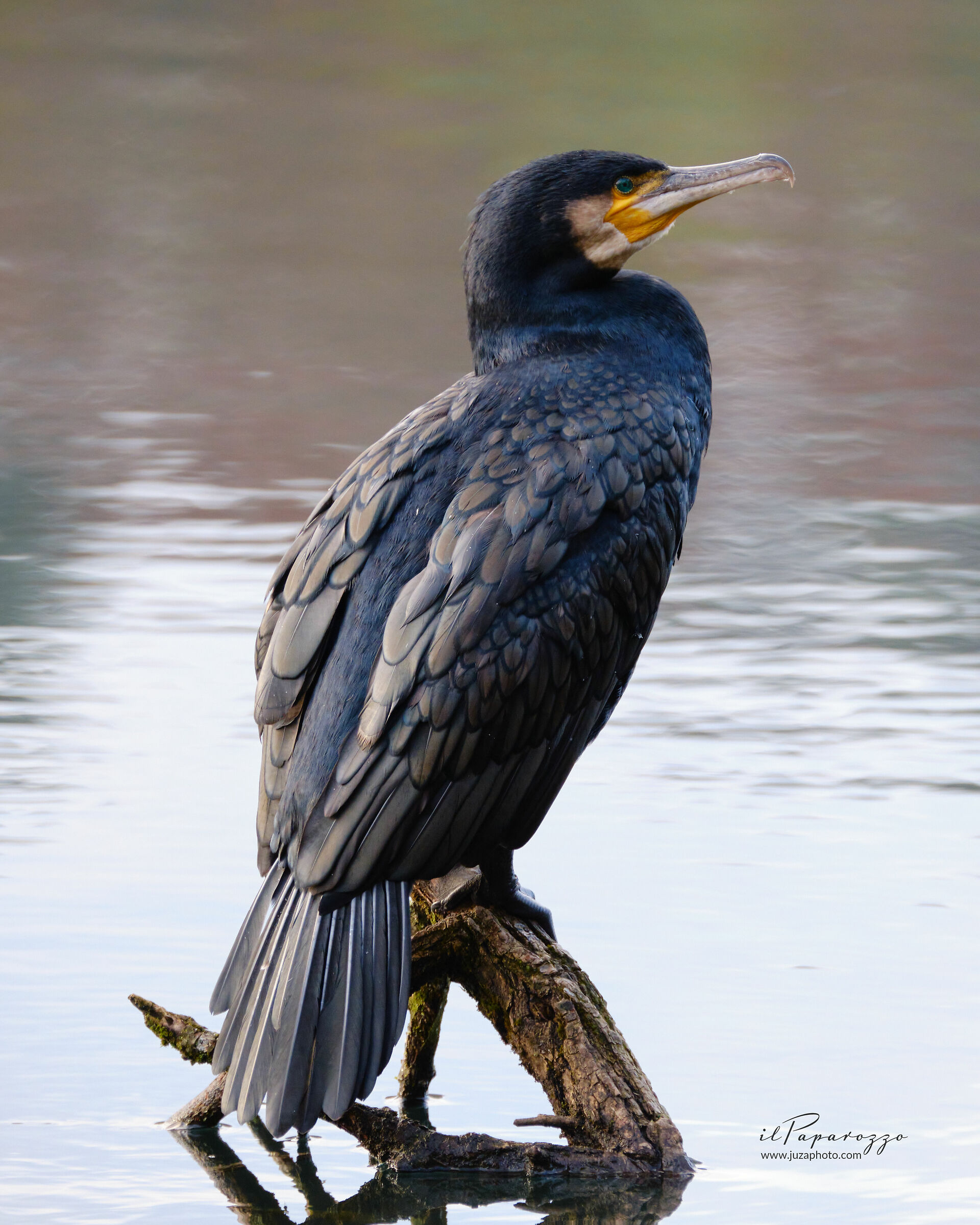 Cormorant