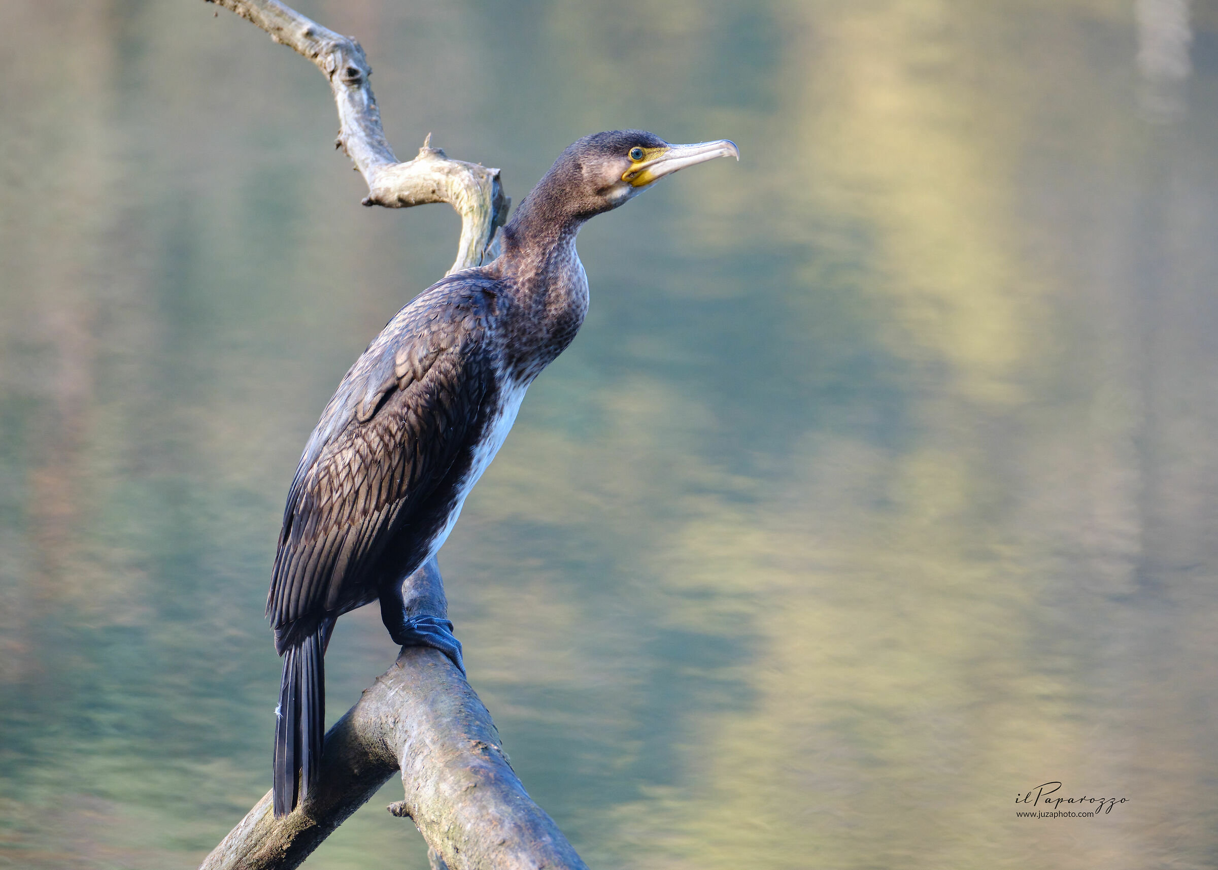 Cormorant