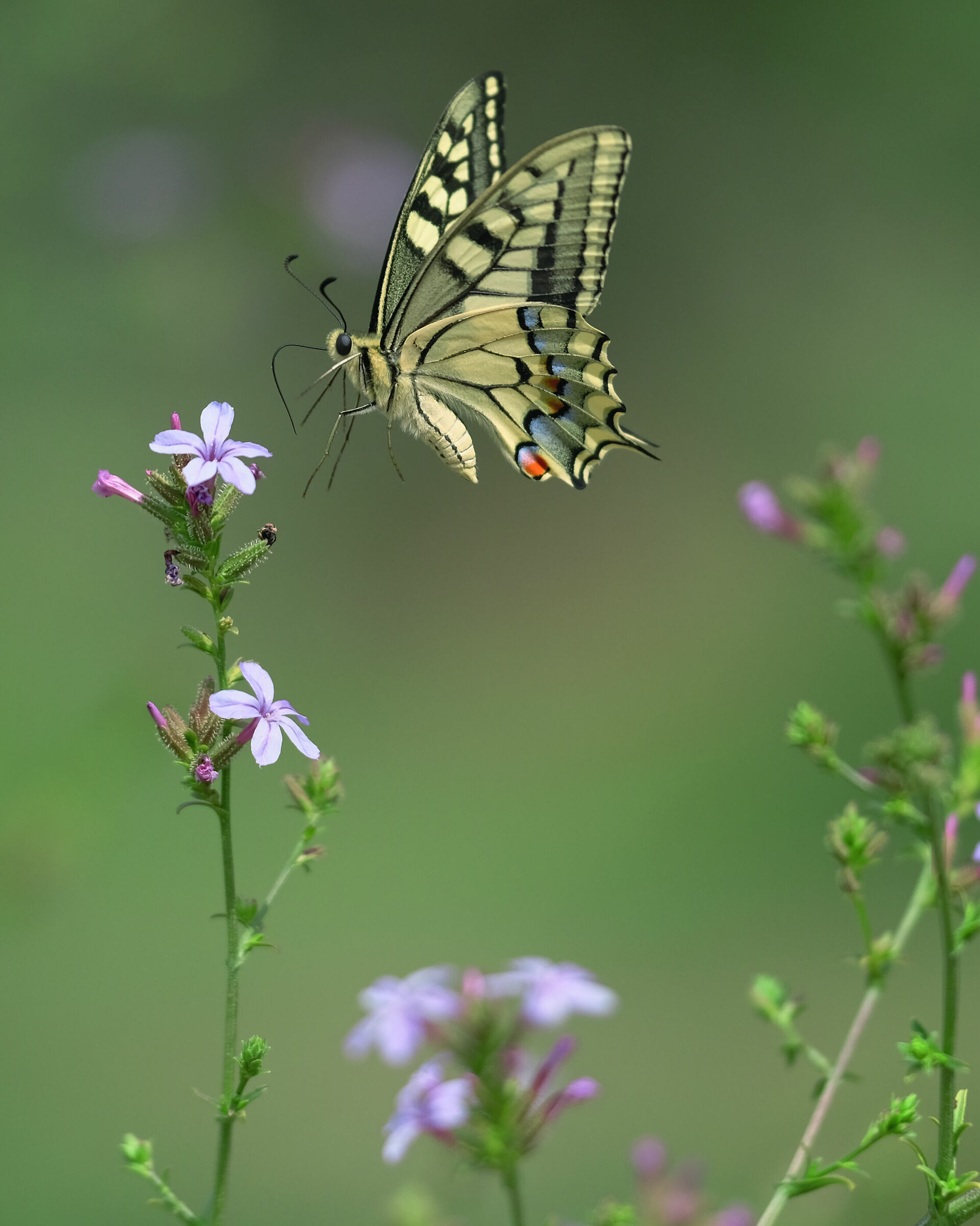 Lepidoptera