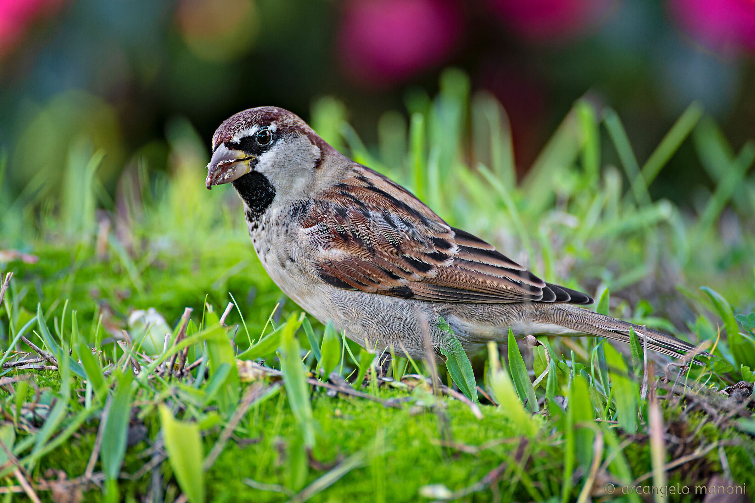 Passero ''questo sconosciuto''
