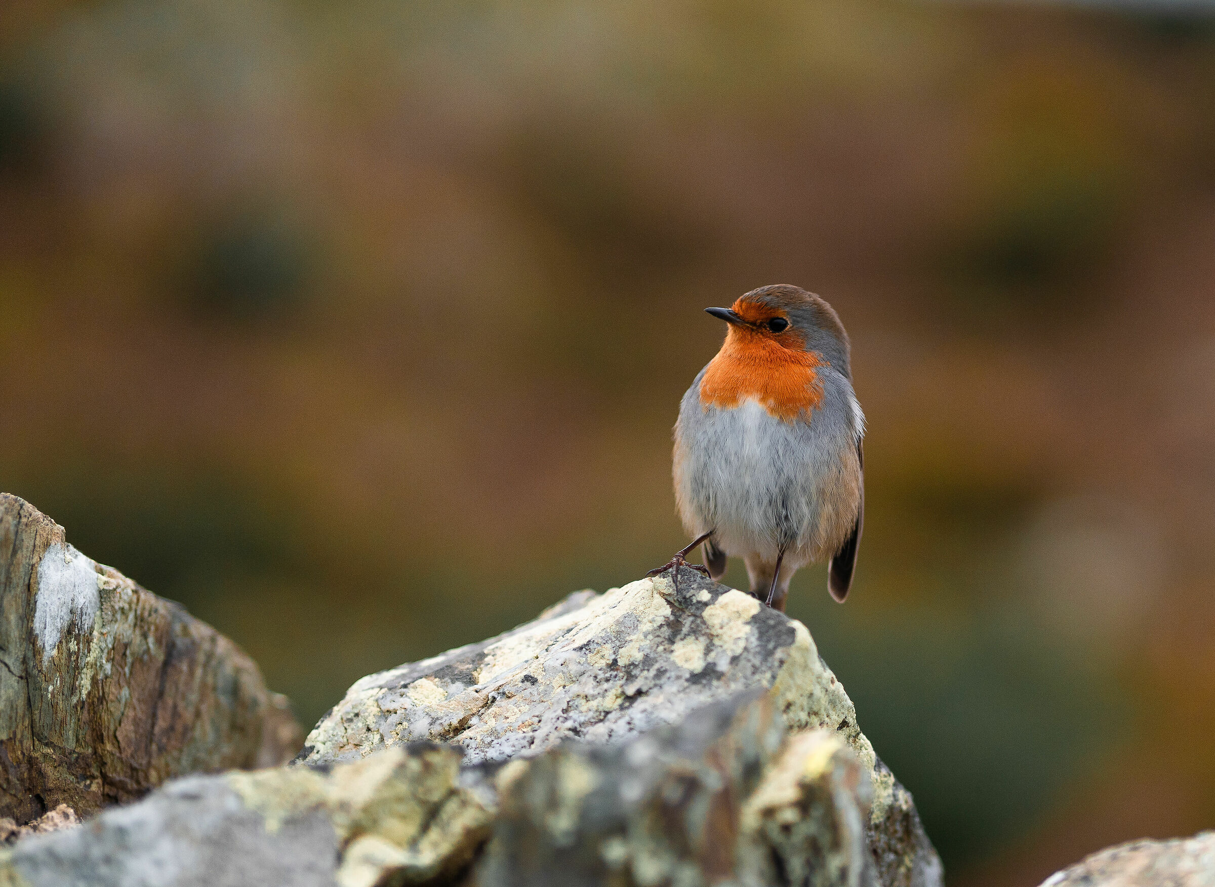 Redbreast
