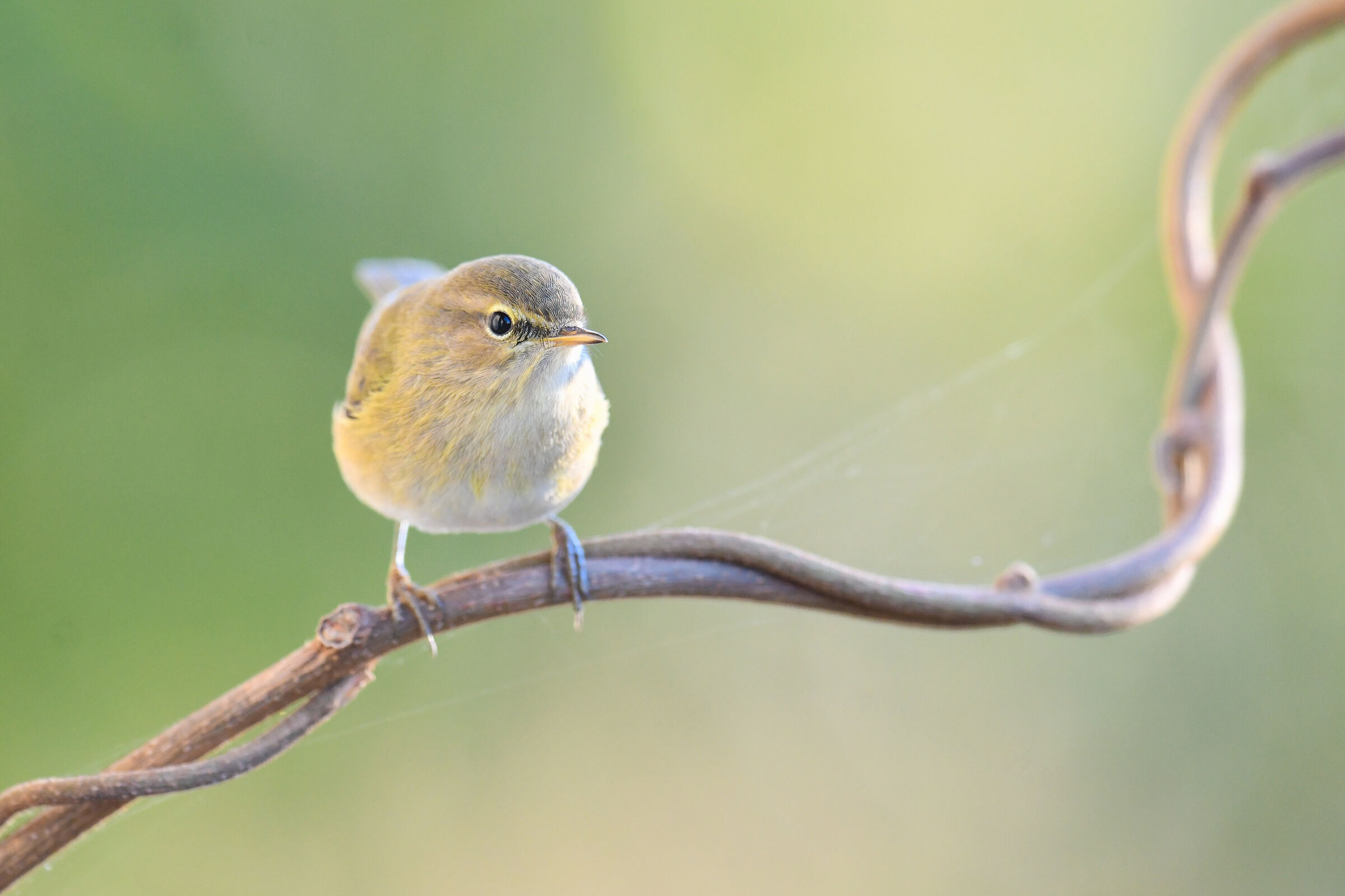 Little warbler on Kiwi (lower Brescia area) Nov 23