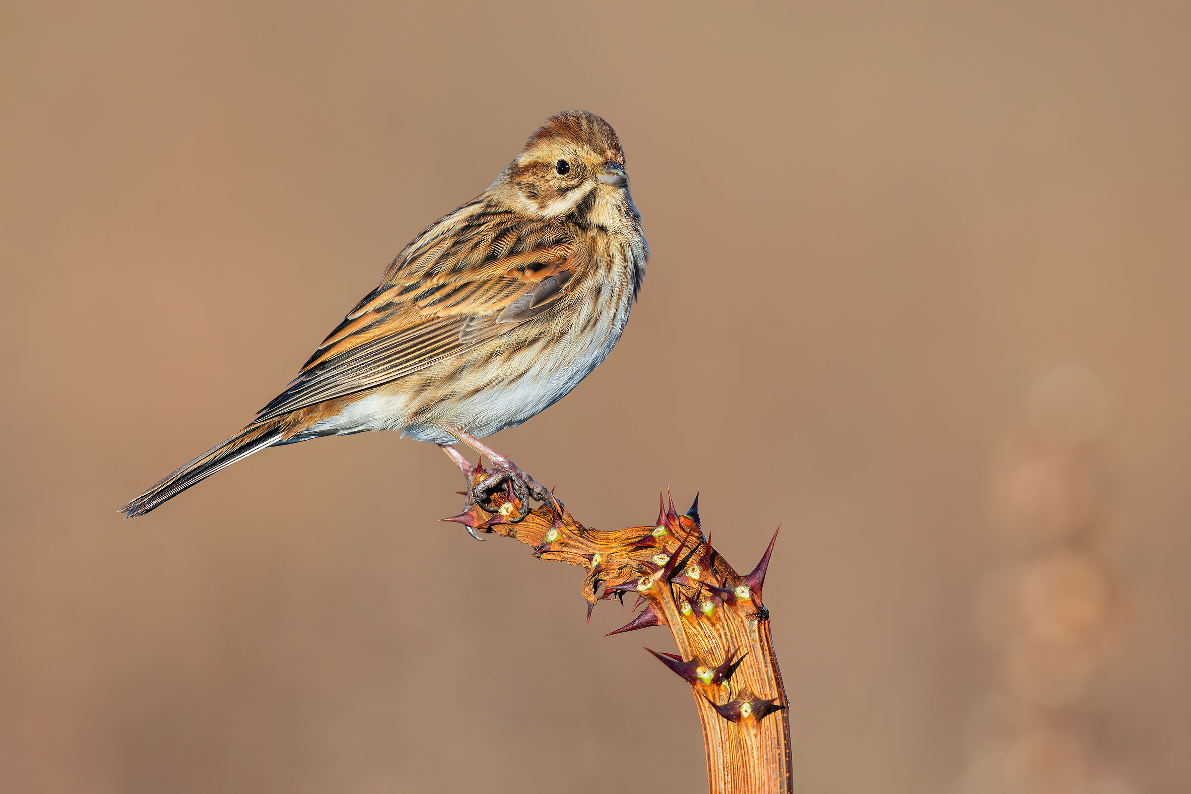 Migliarino di Palude