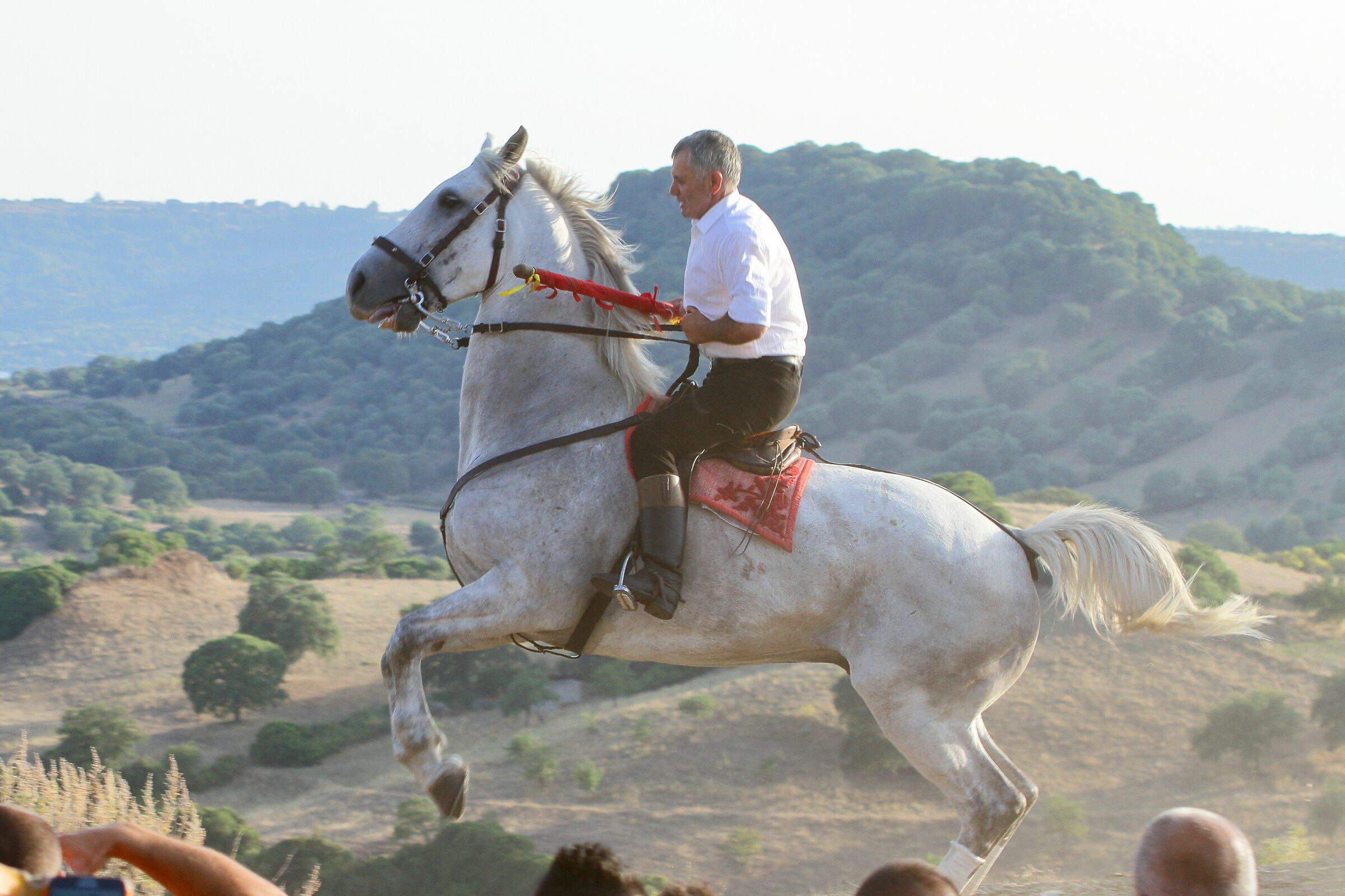 Cavallo agitato 06/07/2015 19:22:51
