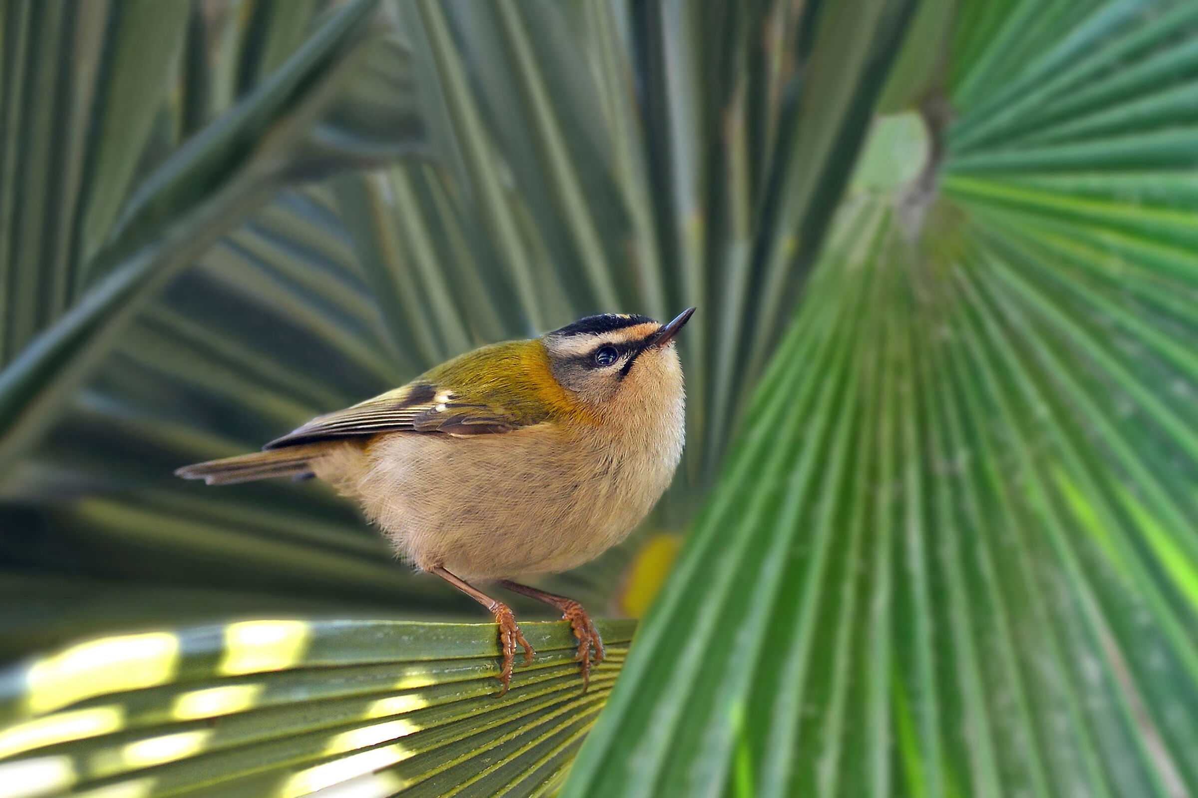 Stories of Feathers 7 ( Fiorrancino )