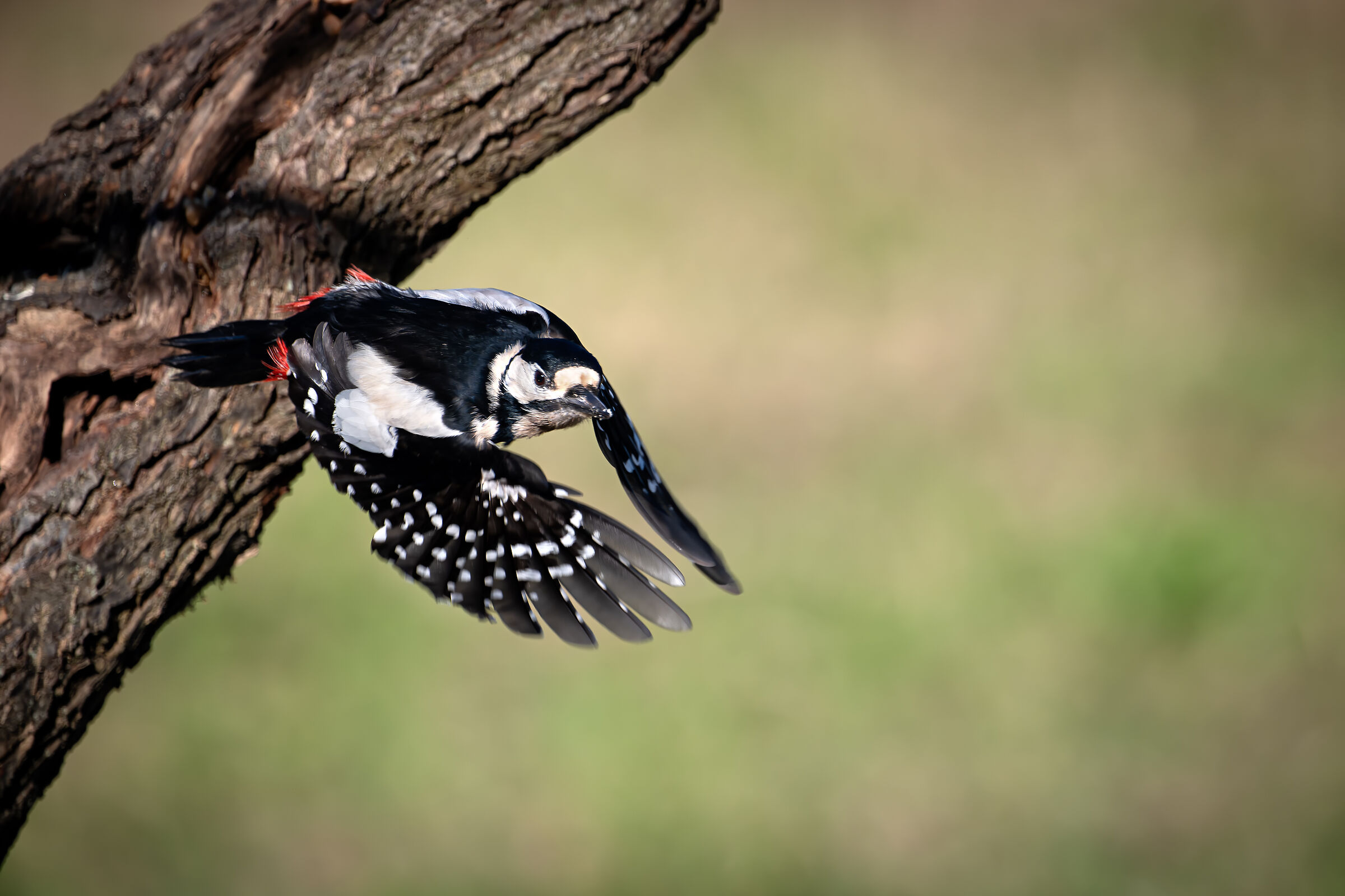 Woodpecker in flight #capannocora