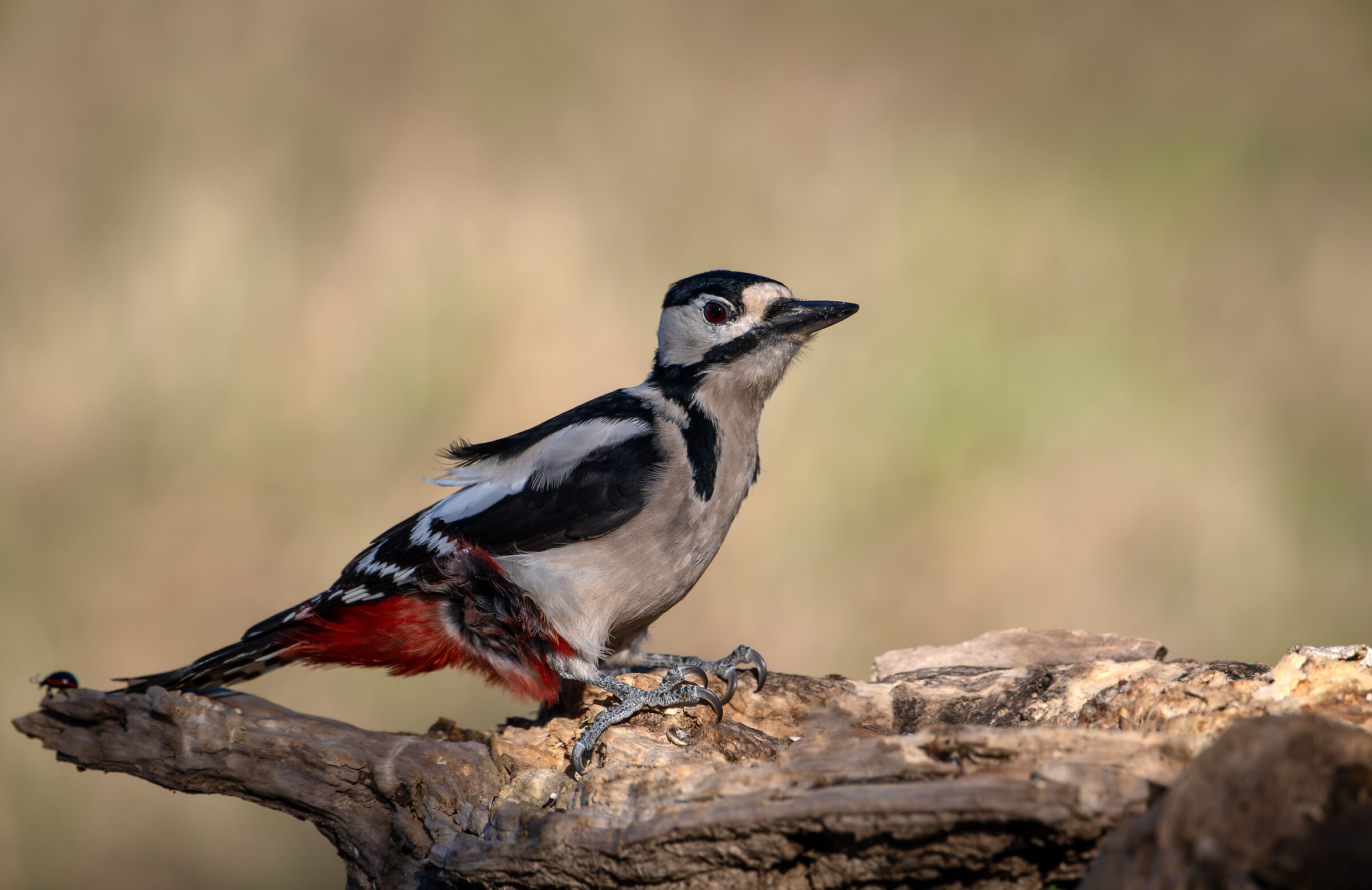 Woodpecker in flight #capannocora