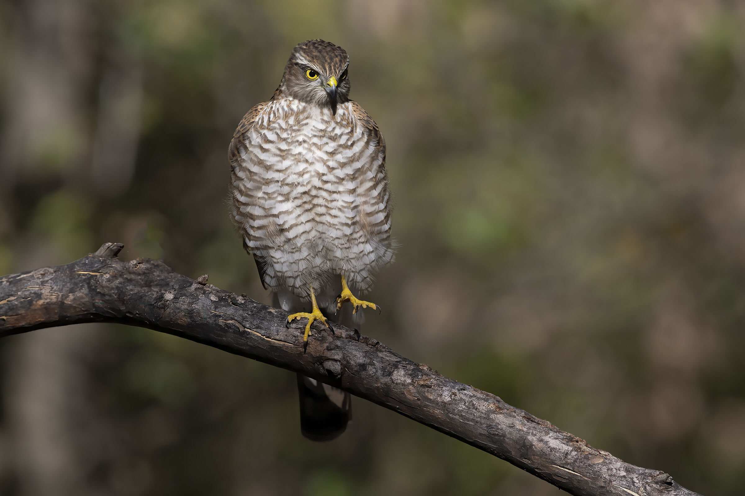 Sparrowhawk