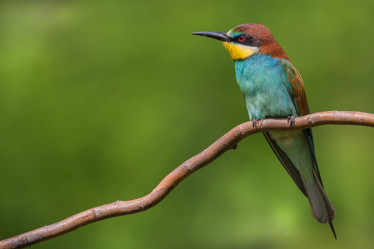 Bee Eater 2013