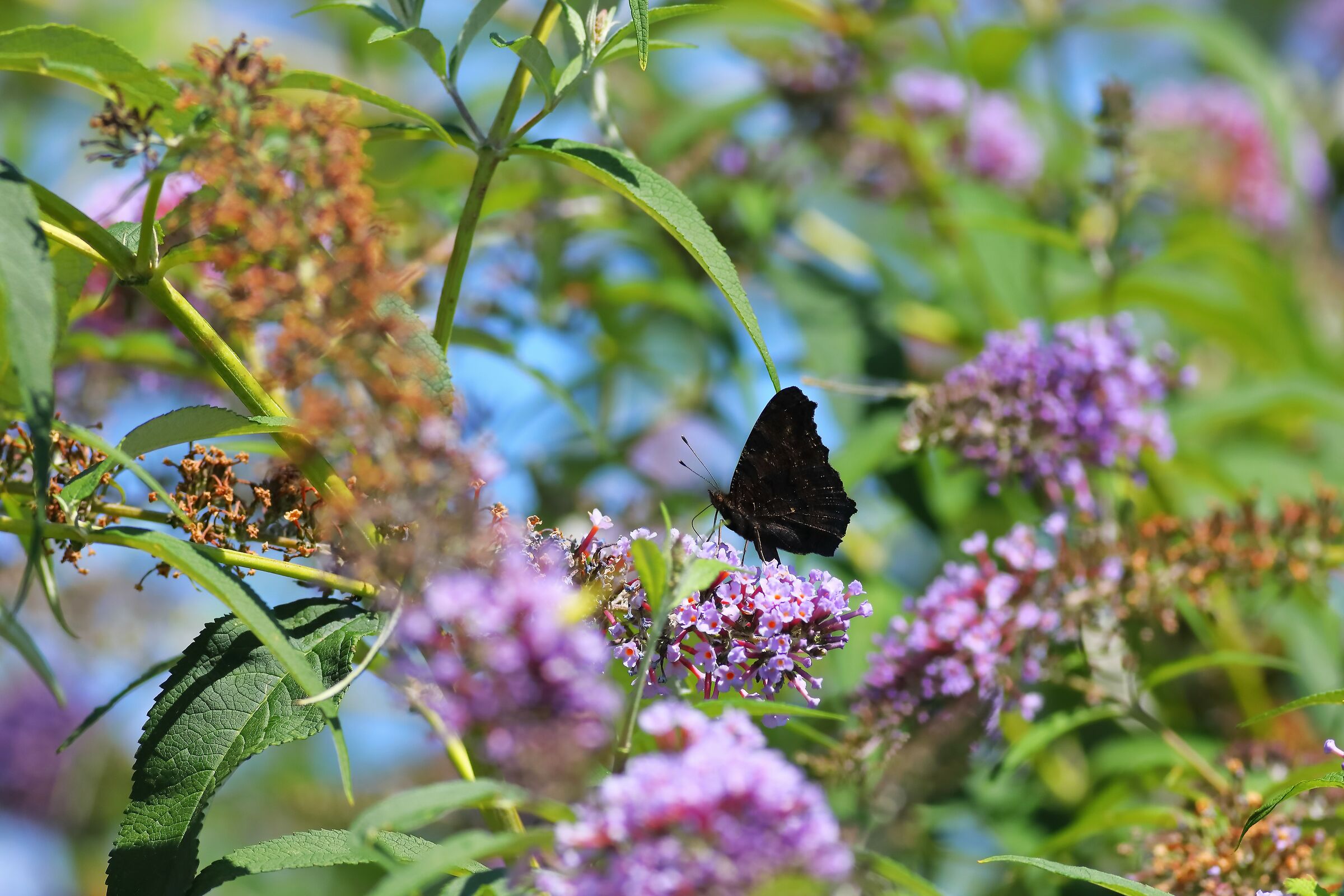 Butterfly 27-07-2023