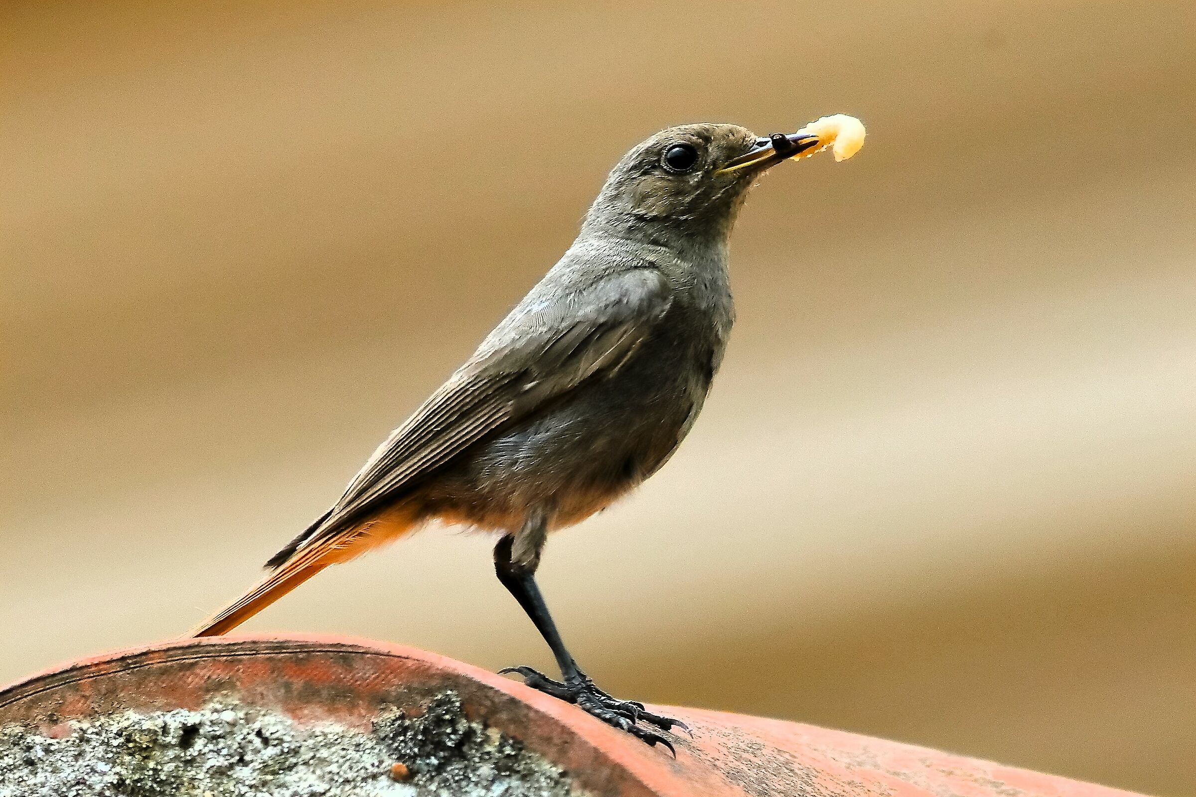 Redstart 04-07-2023