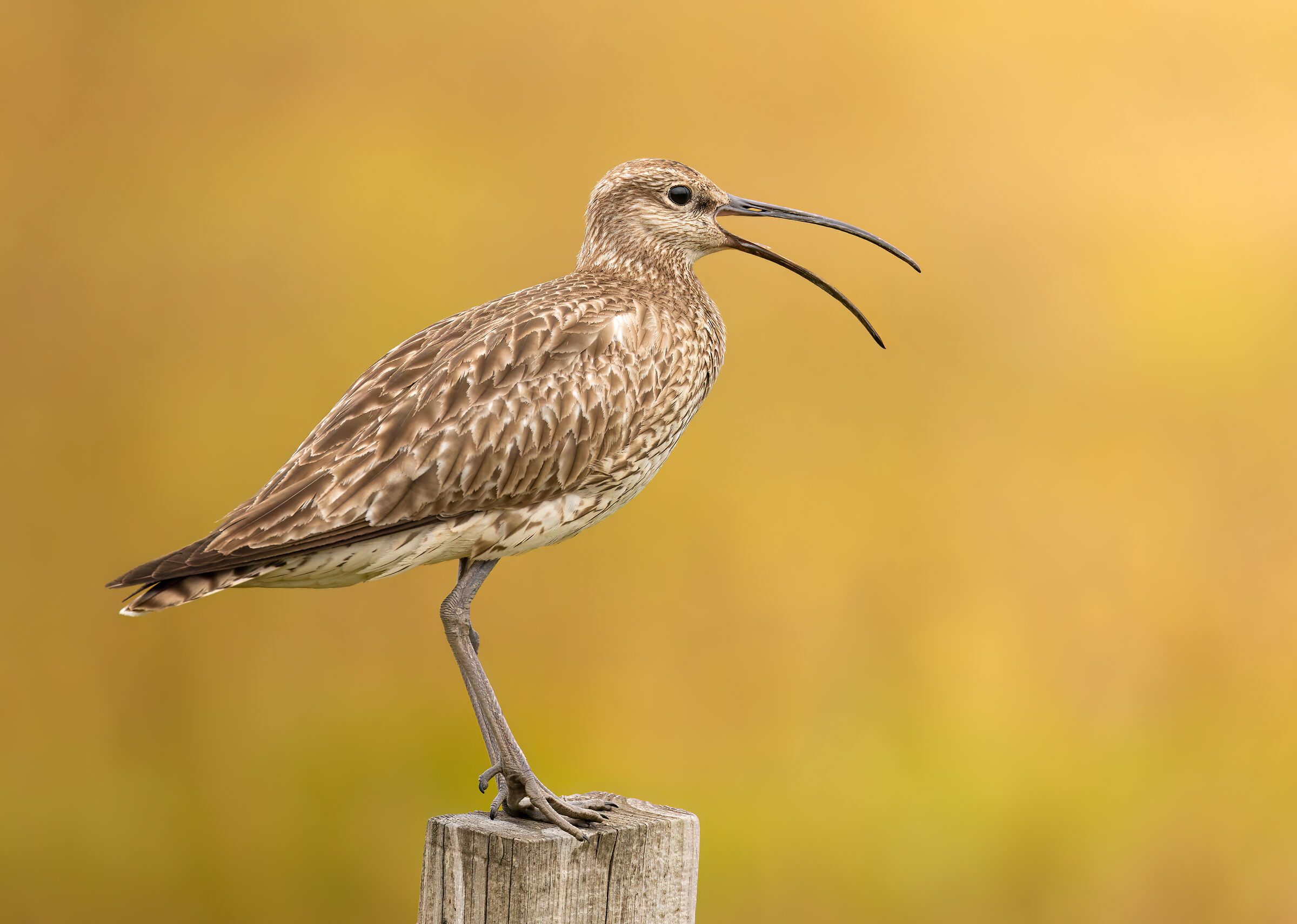 Curlew chatter