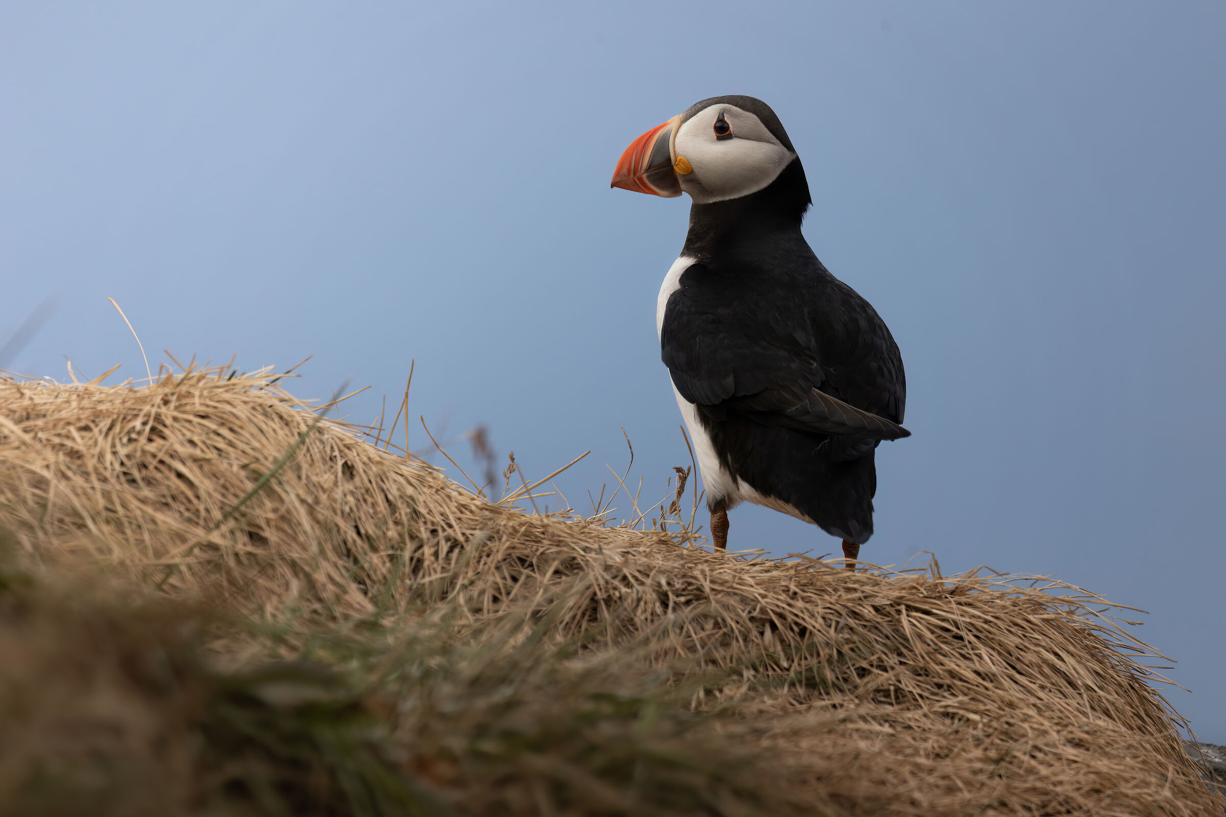 Profile of a puffin