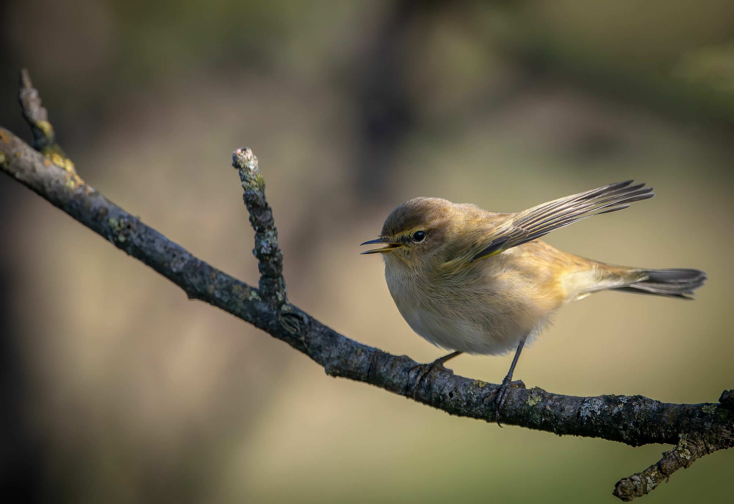 Little Warbler #capannocora