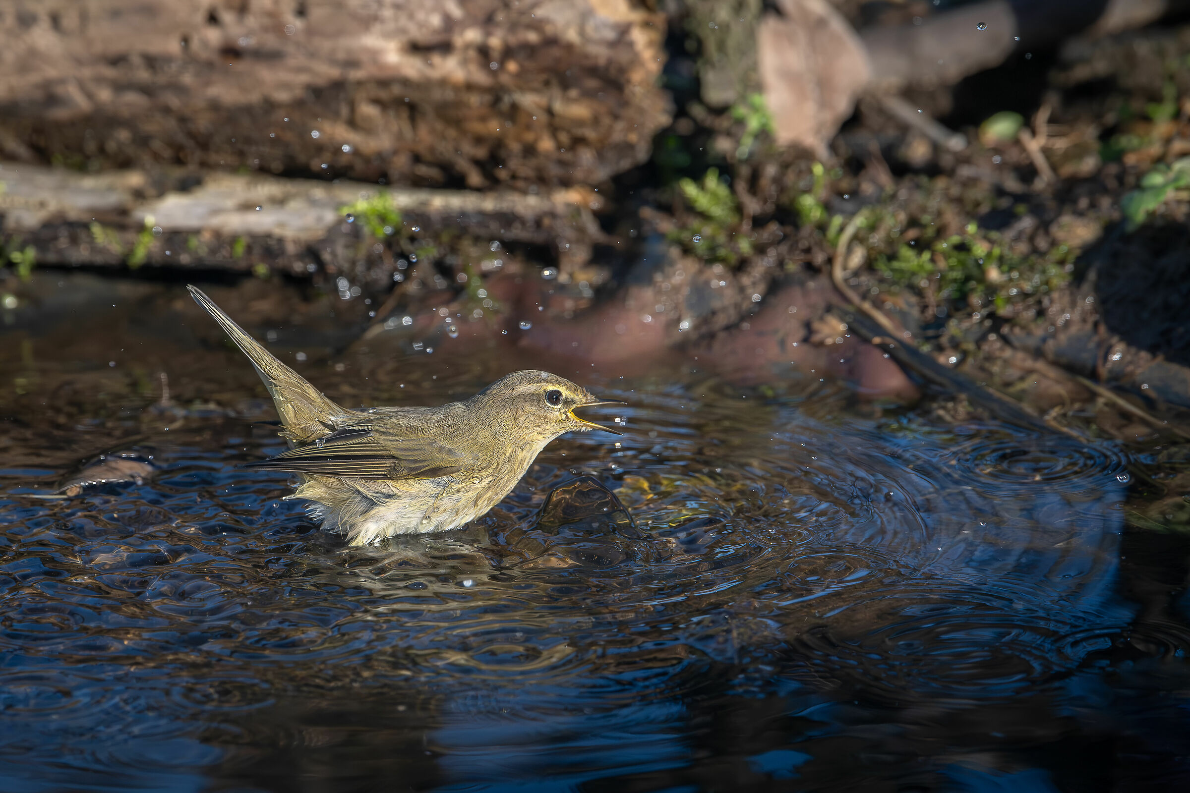 Little Warbler #capannocora