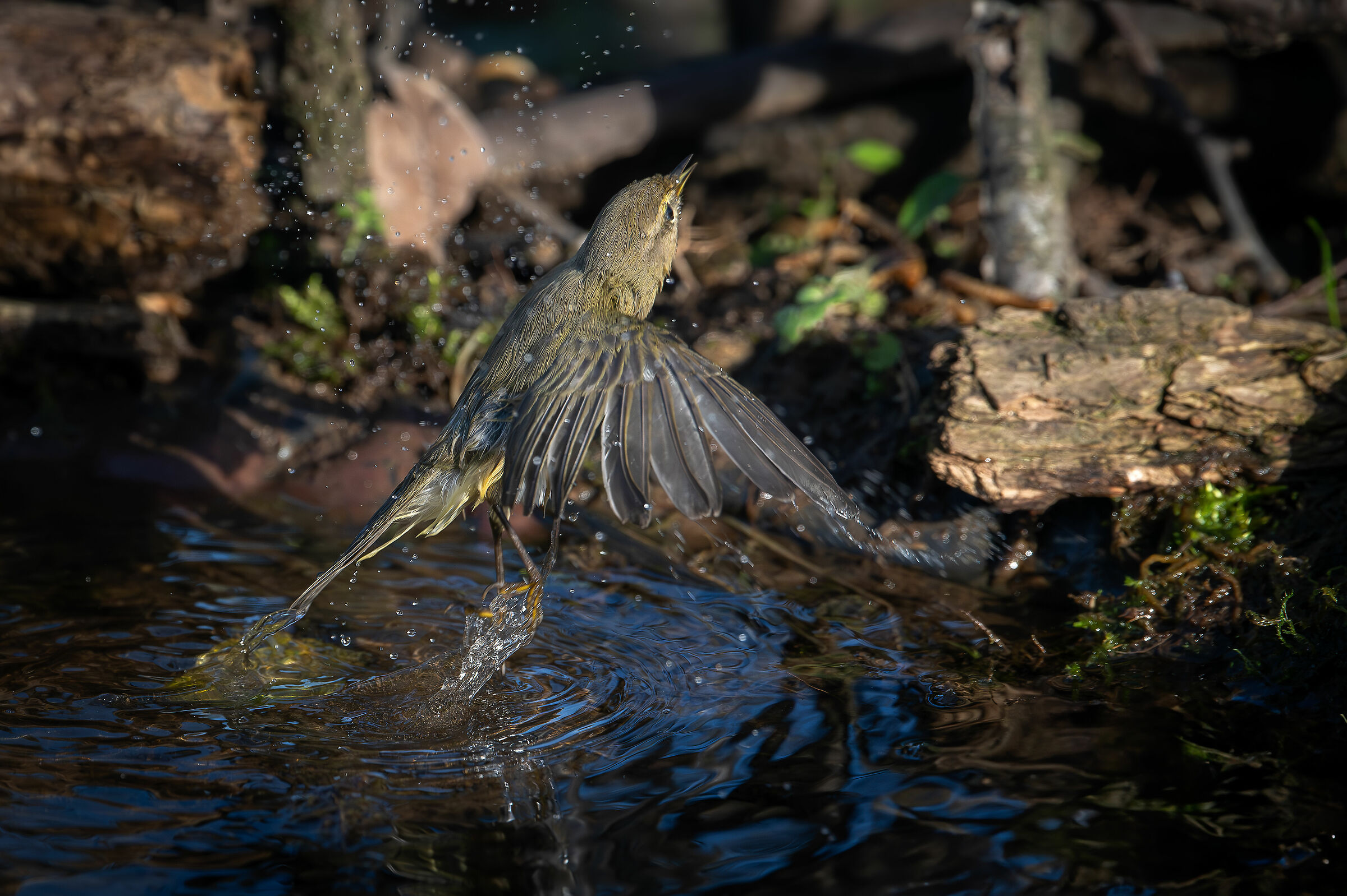 Little Warbler #capannocora