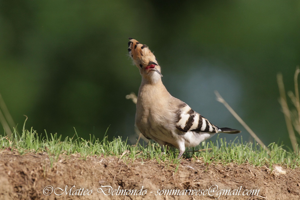 Hoopoe