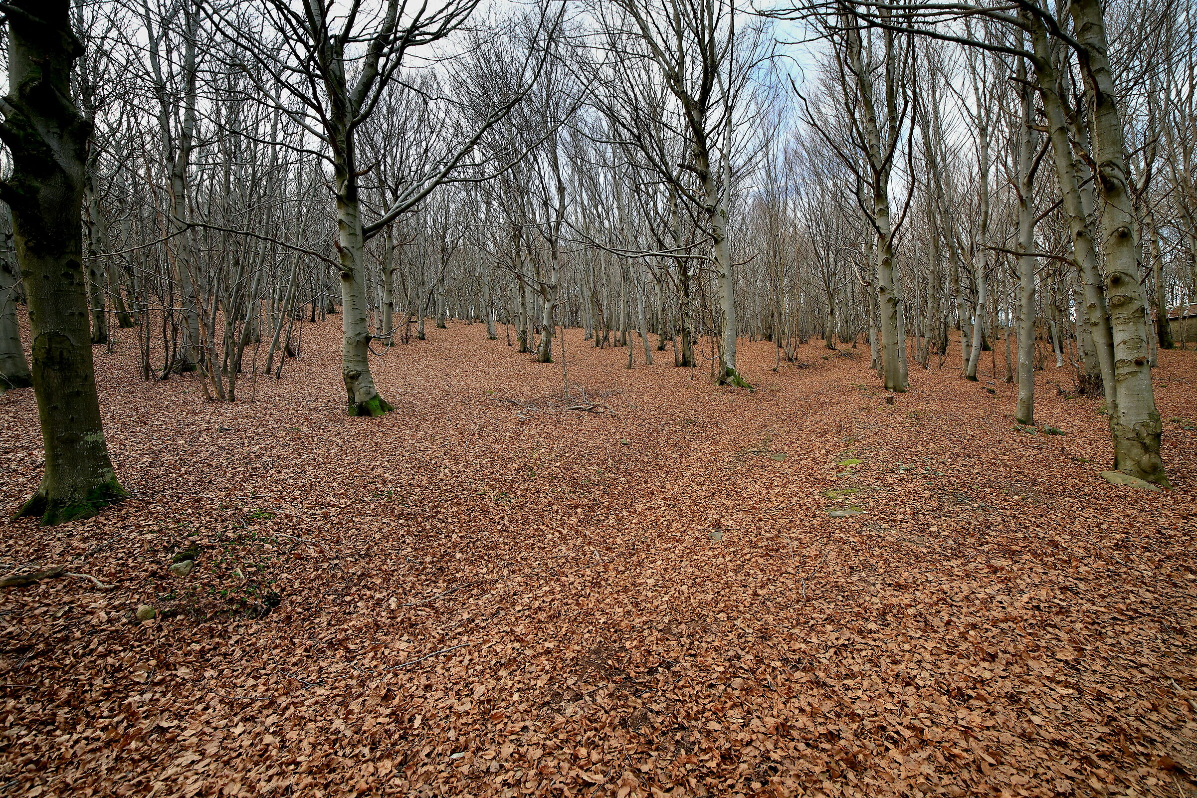 Via delle foglie N° 0.