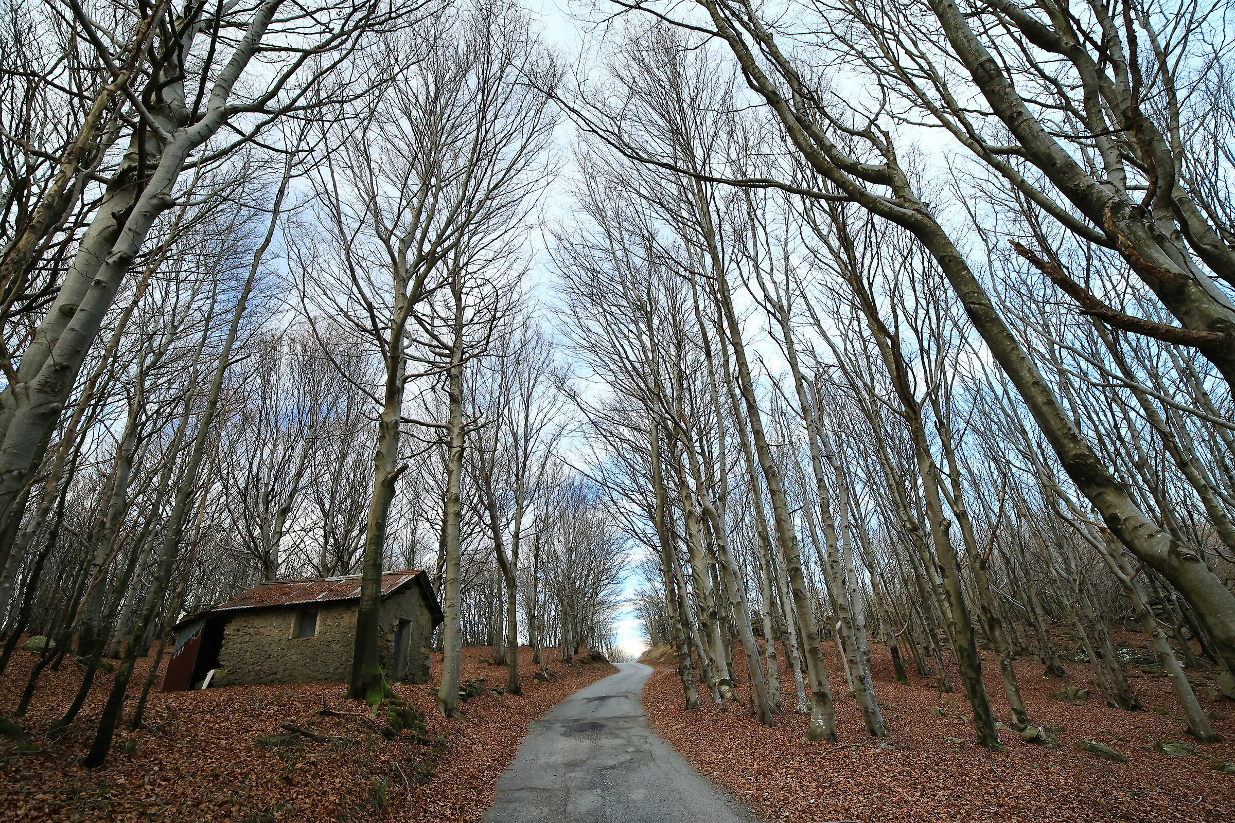 There's a little house in the woods!