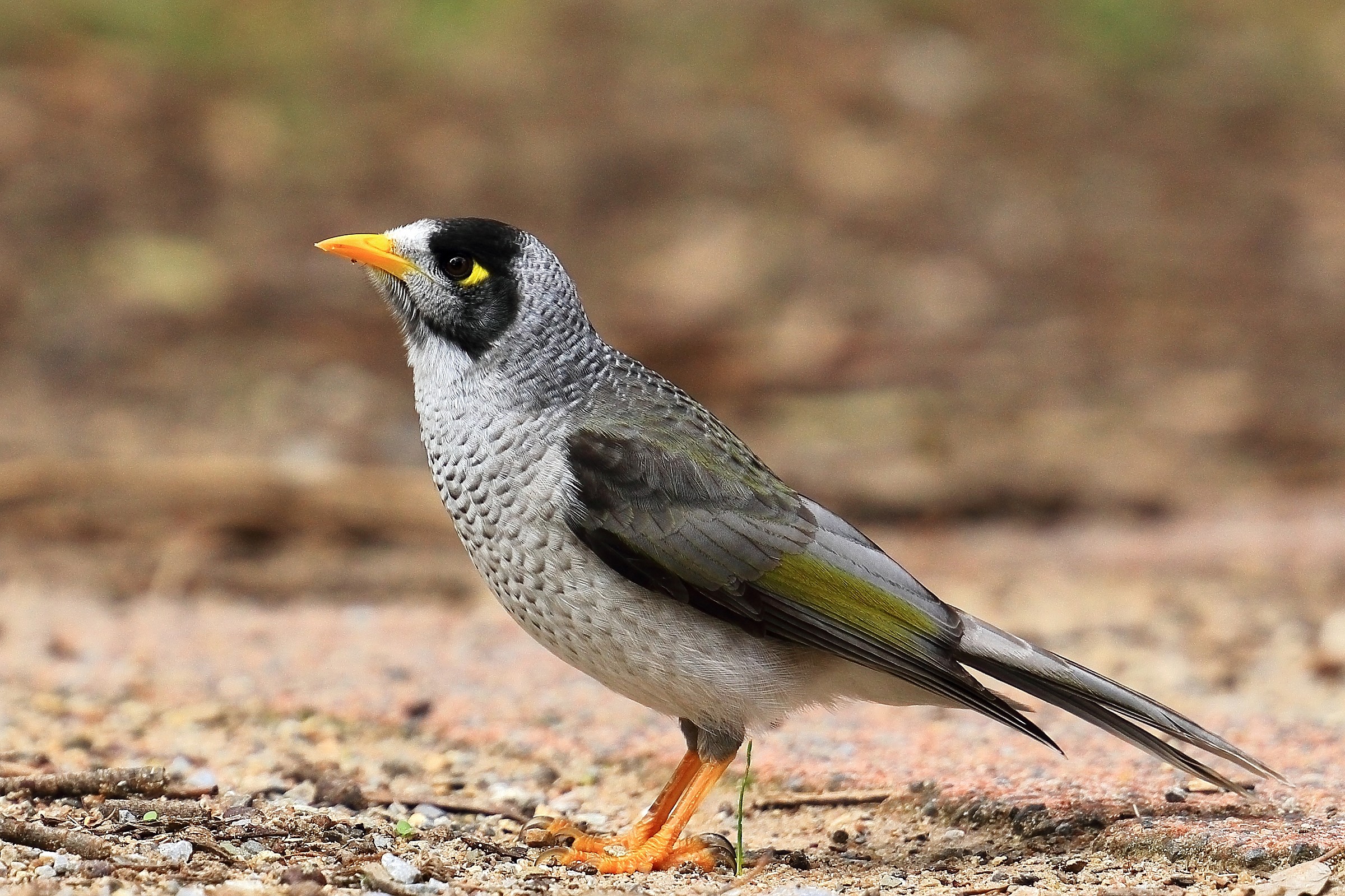 Noisy Miner