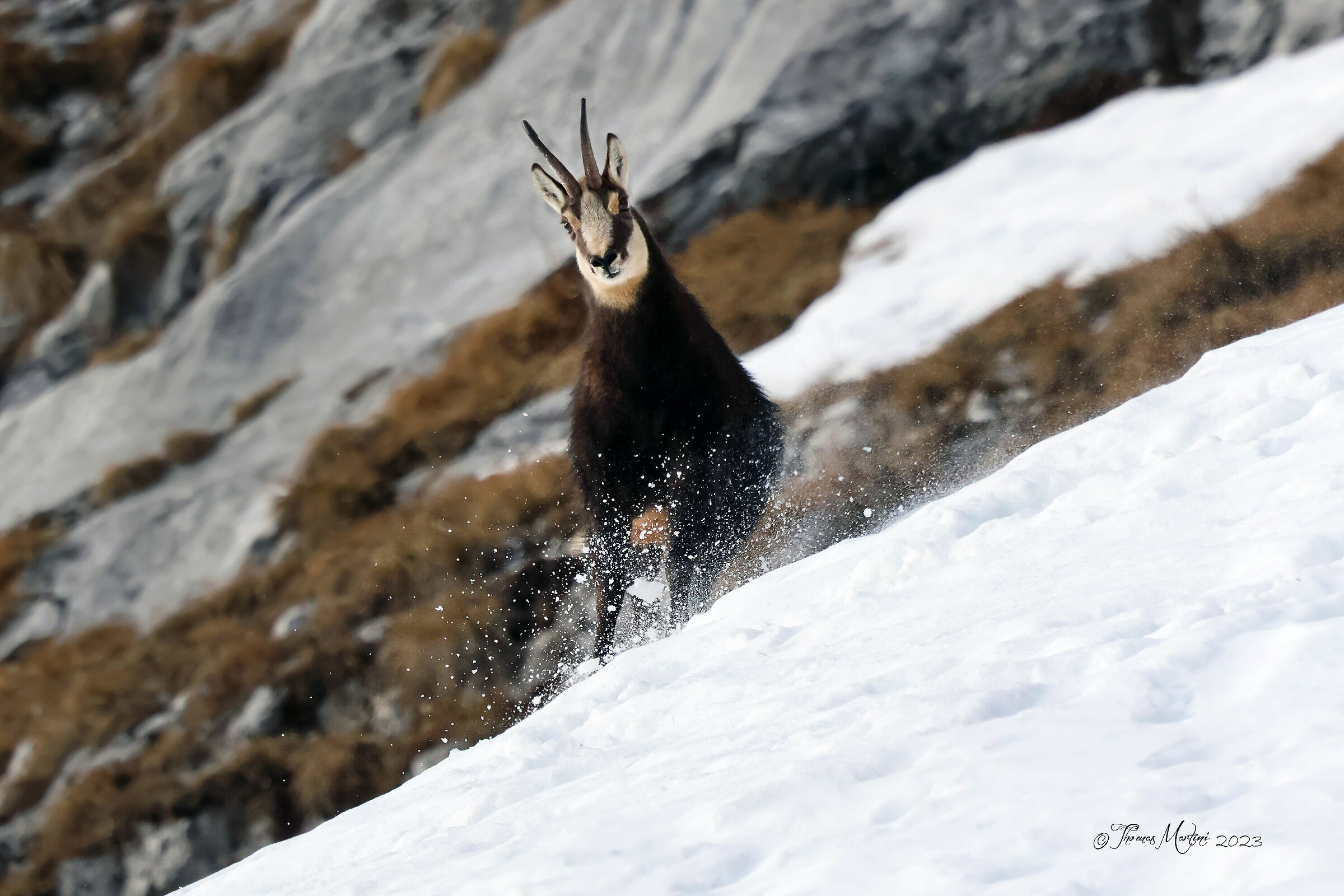 A tu per tu col camoscio