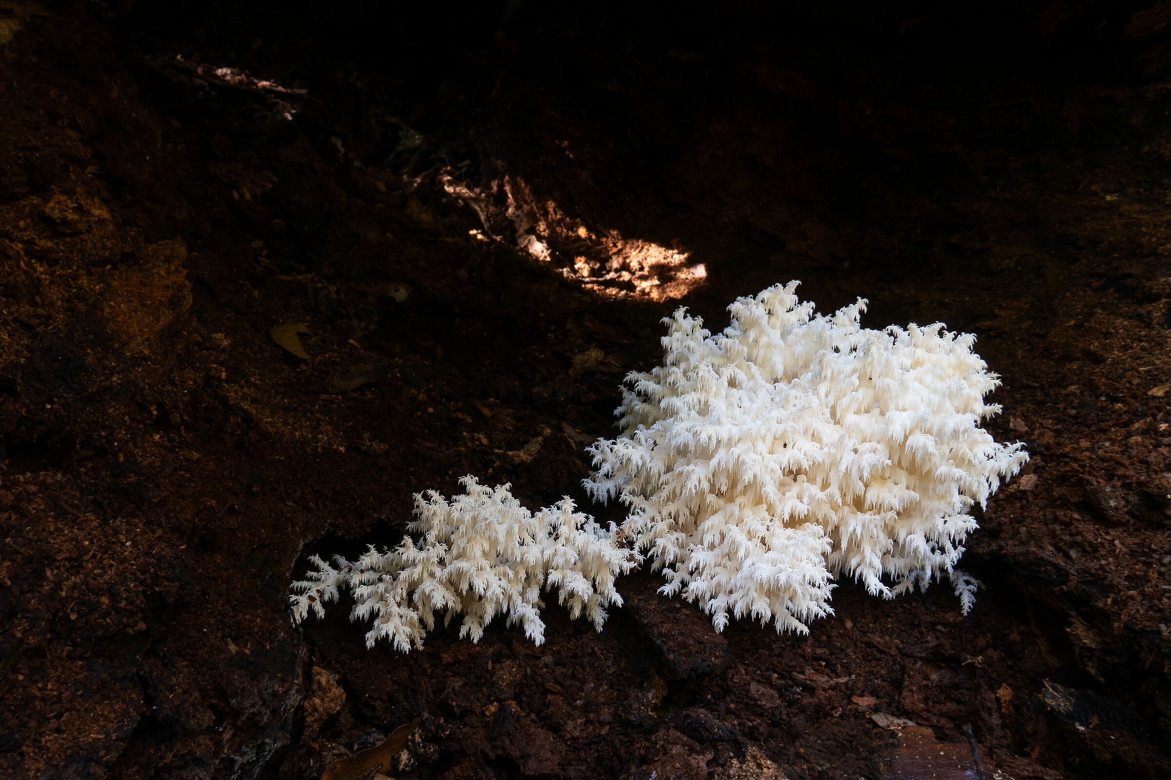 Hericium clathroides