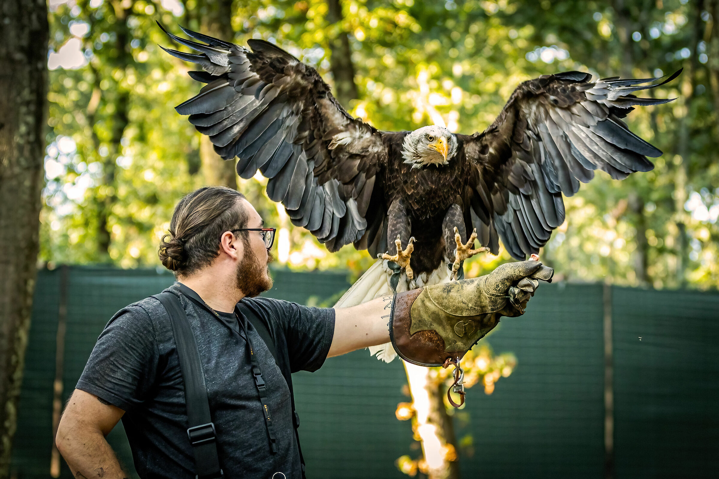 Falconry