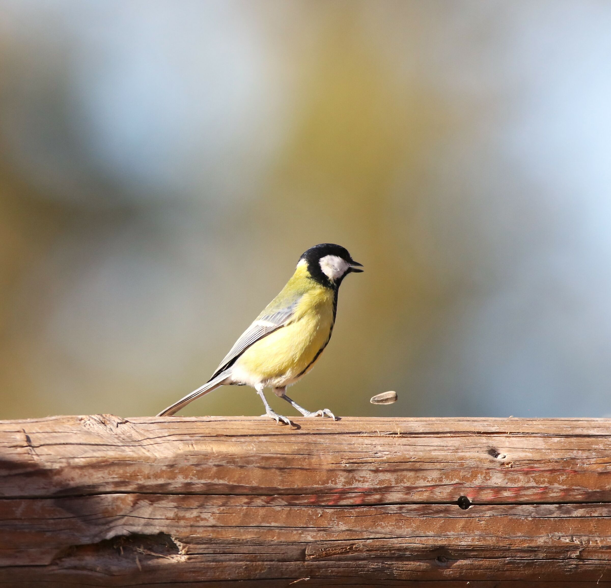 If you make me sing, I'll lose the seed