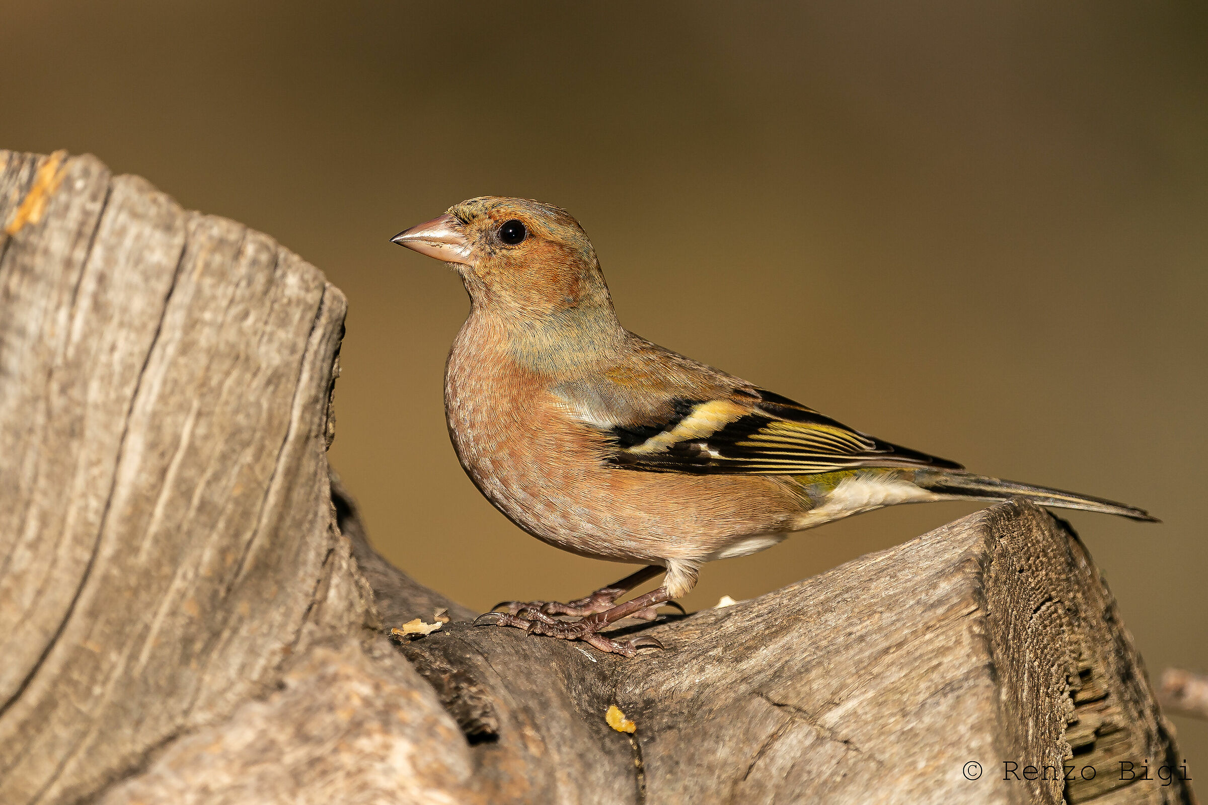Chaffinch