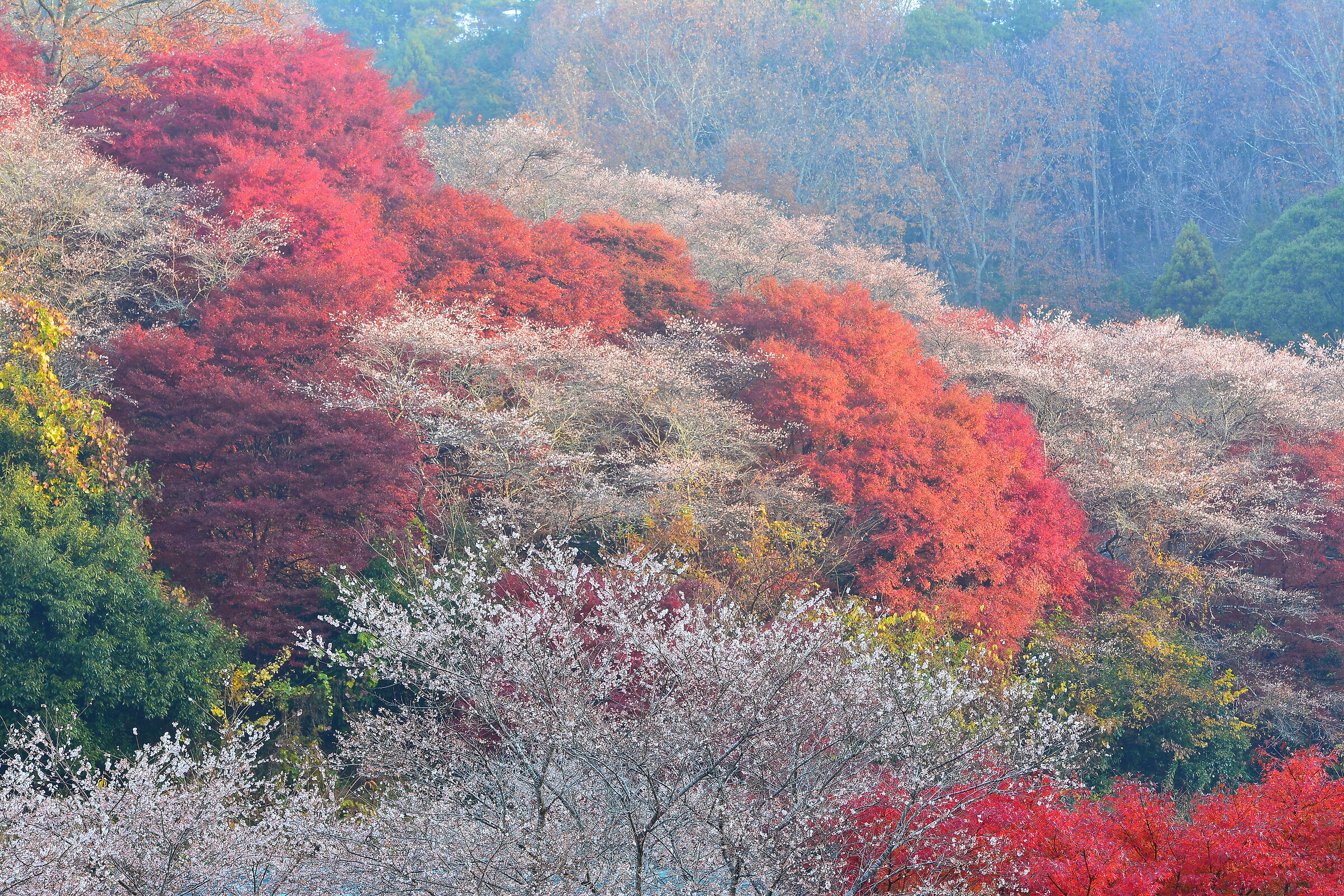 Sakura with Autumn Leaves