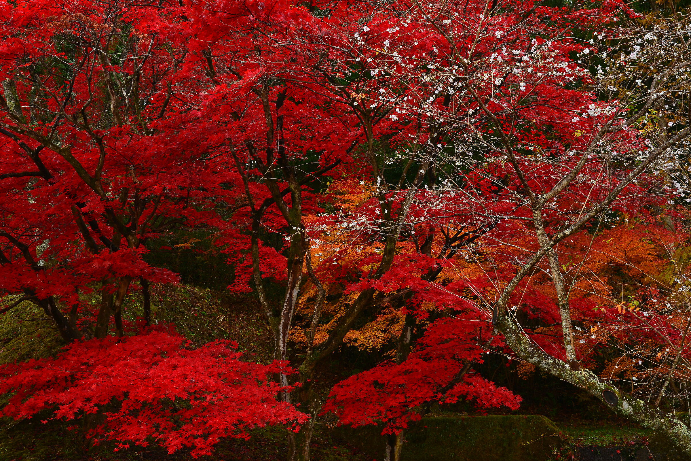 Sakura with Autumn Leaves