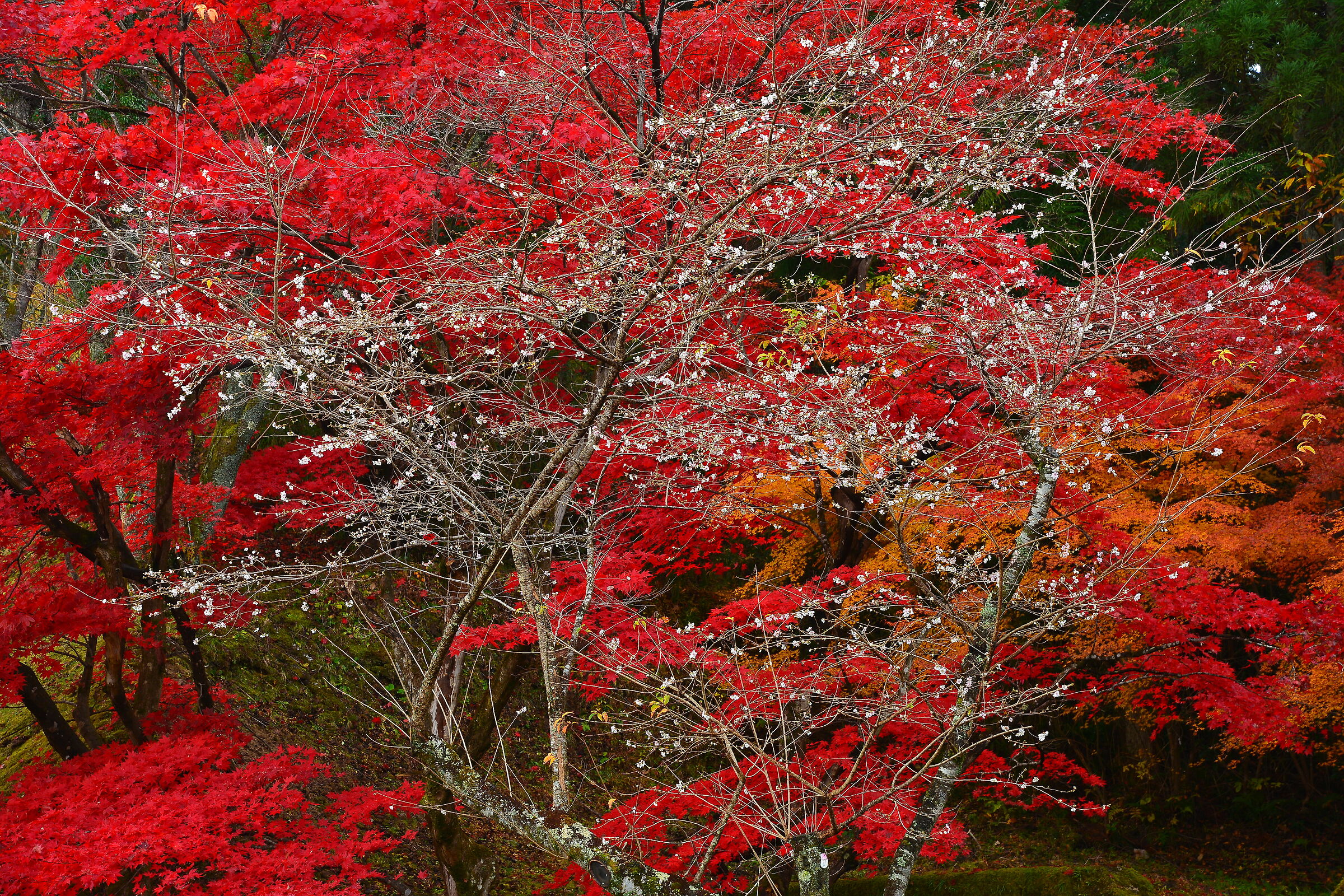 Sakura with Autumn Leaves