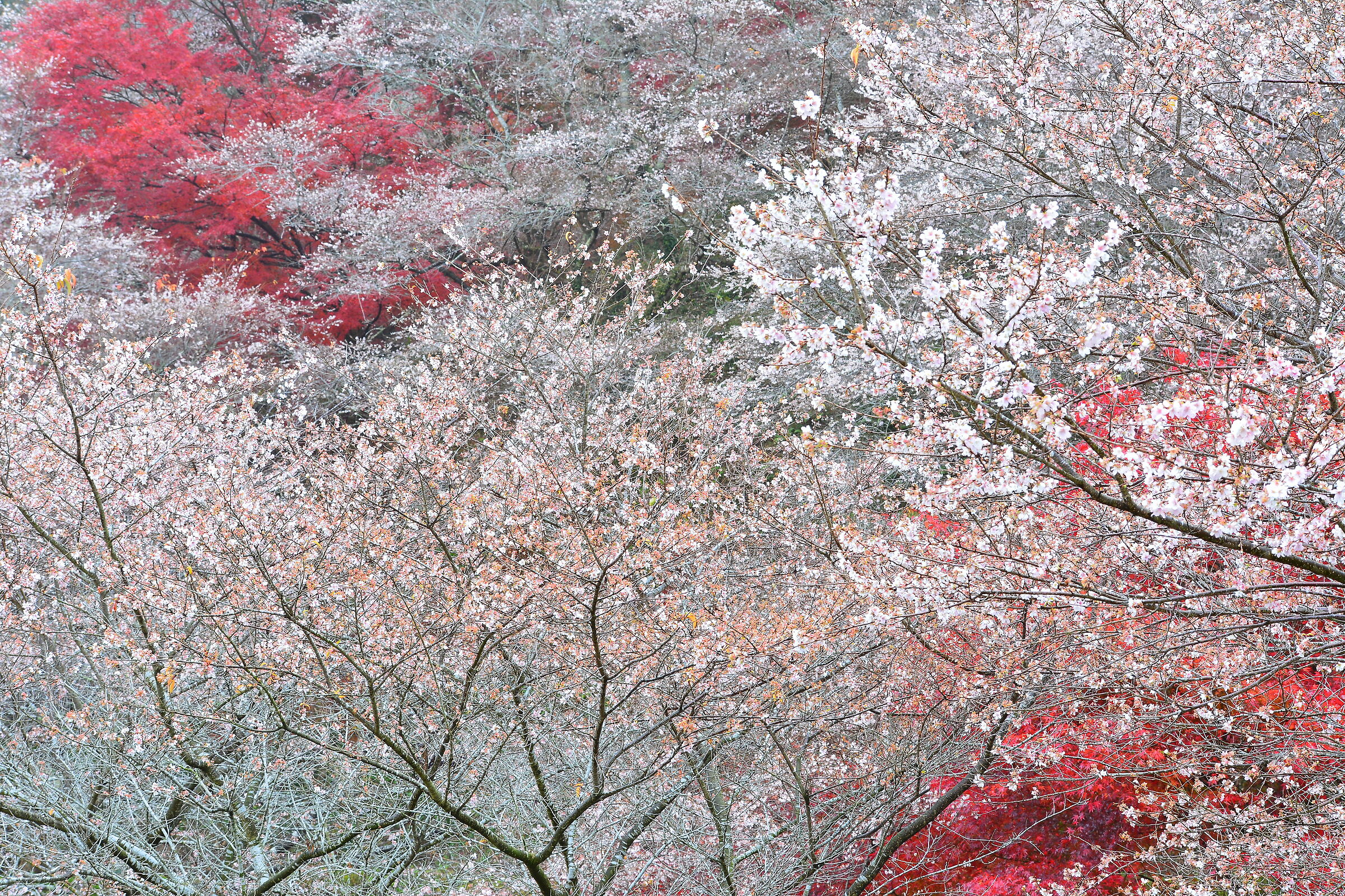 Sakura with Autumn Leaves