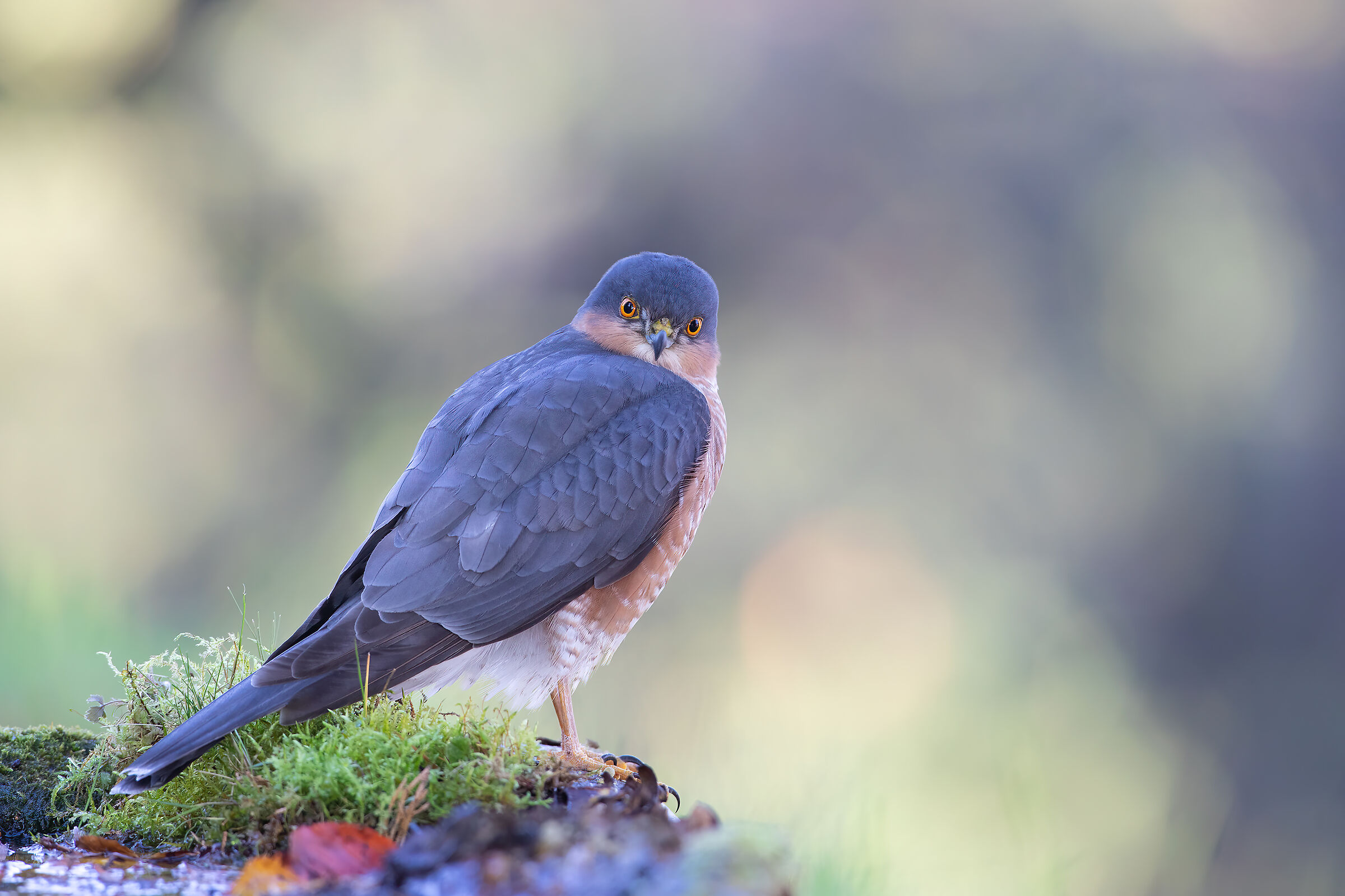 Male Sparrowhawk