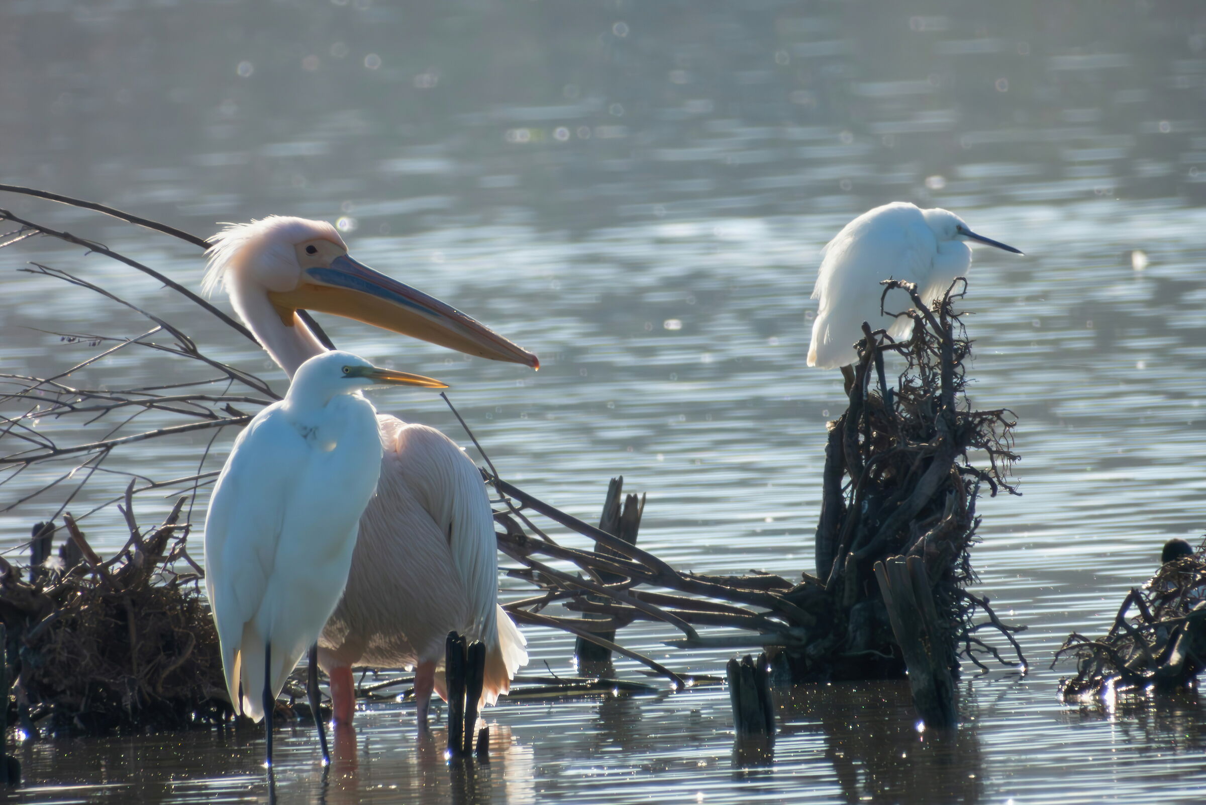 The Pelican and His Friends