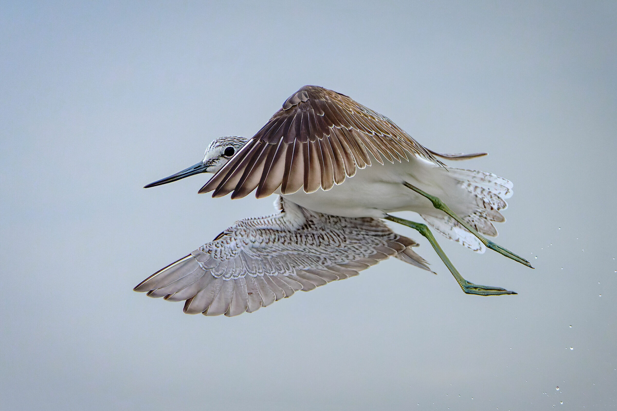 The detachment of the quagmire