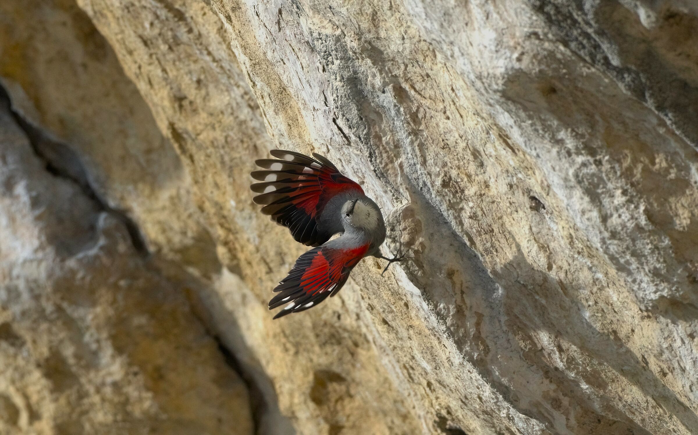 Wall Tichodroma/Wallcreeper