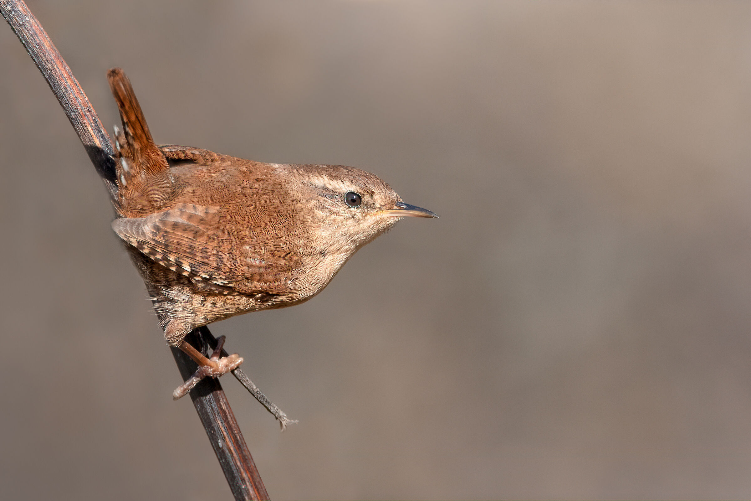 Wren / Troglodytes troglodytes