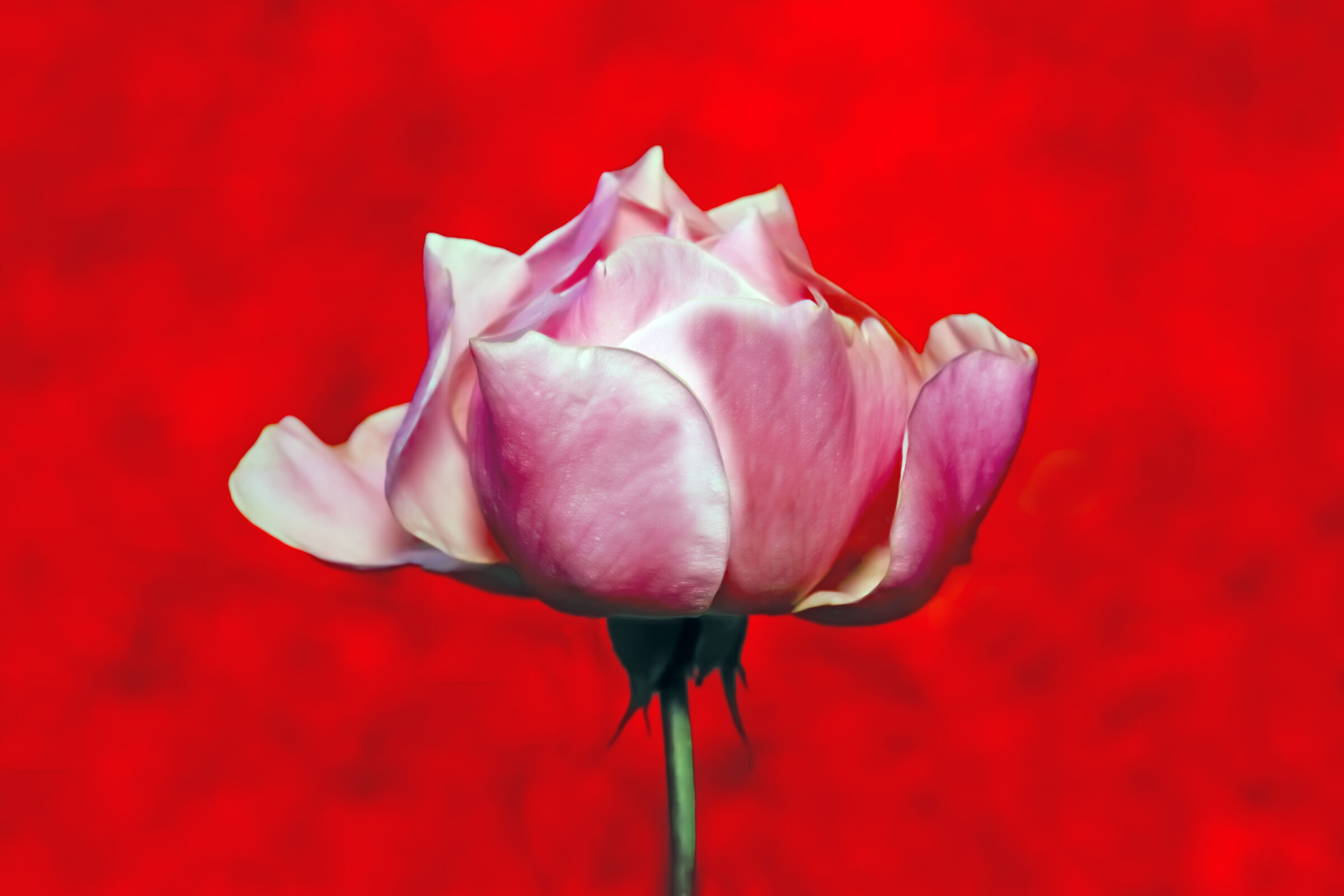 My indomitable rose..