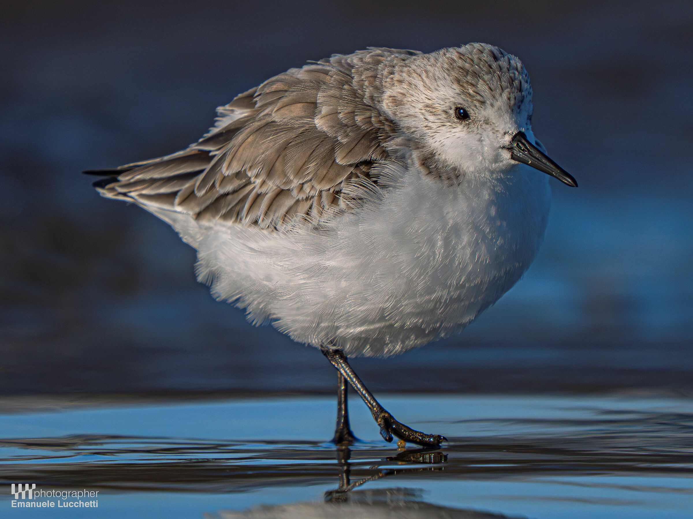 Piovanello tridattilo