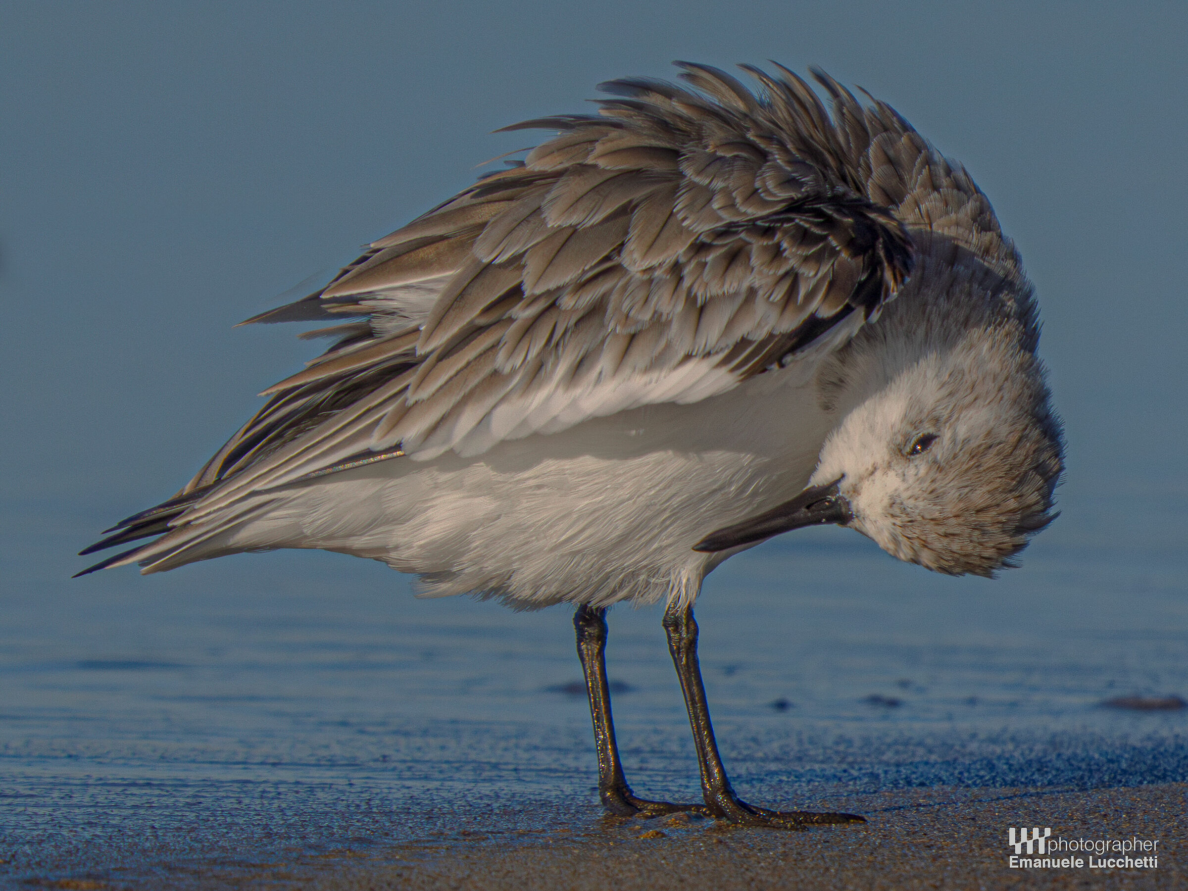 Piovanello tridattilo