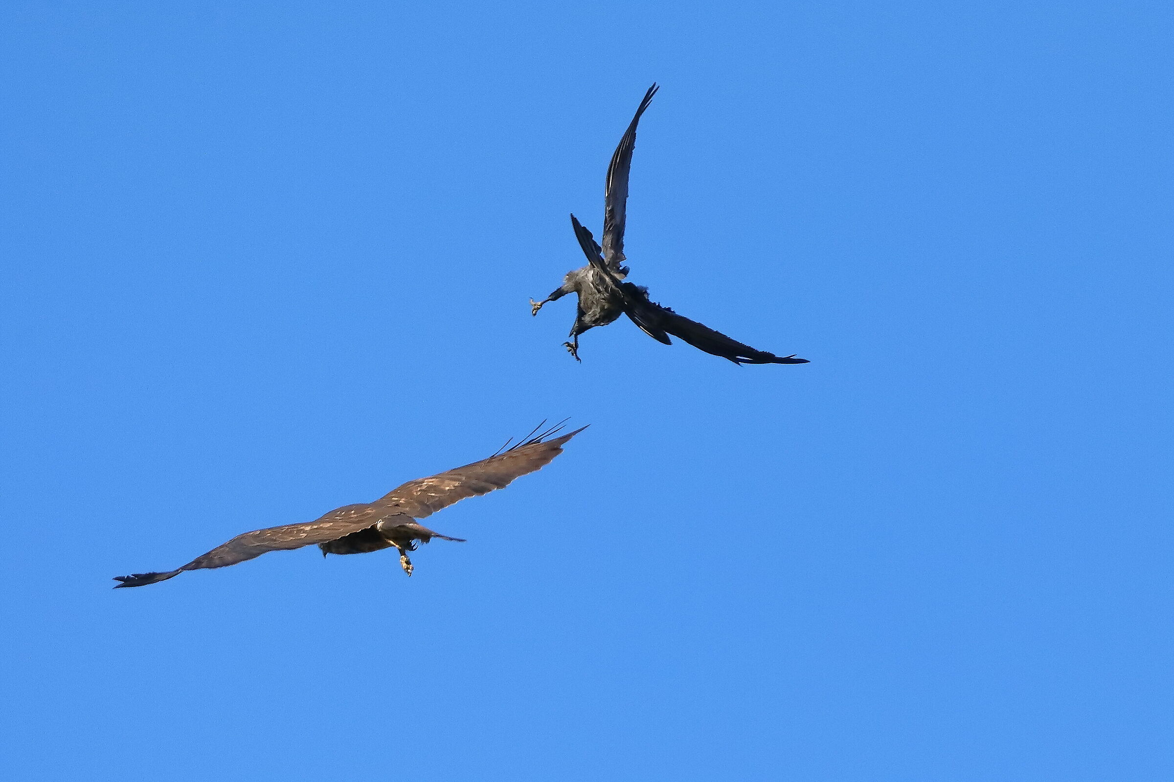 Poiana novembre 2023