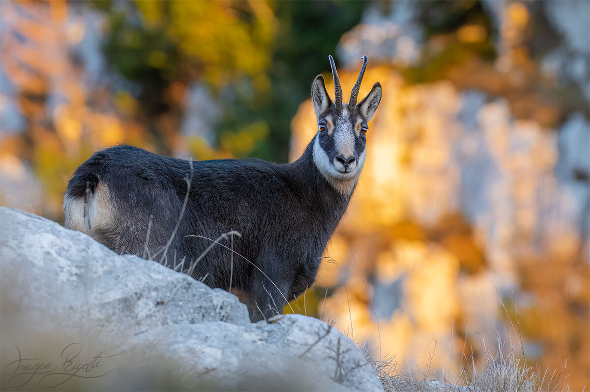 Camoscio al tramonto
