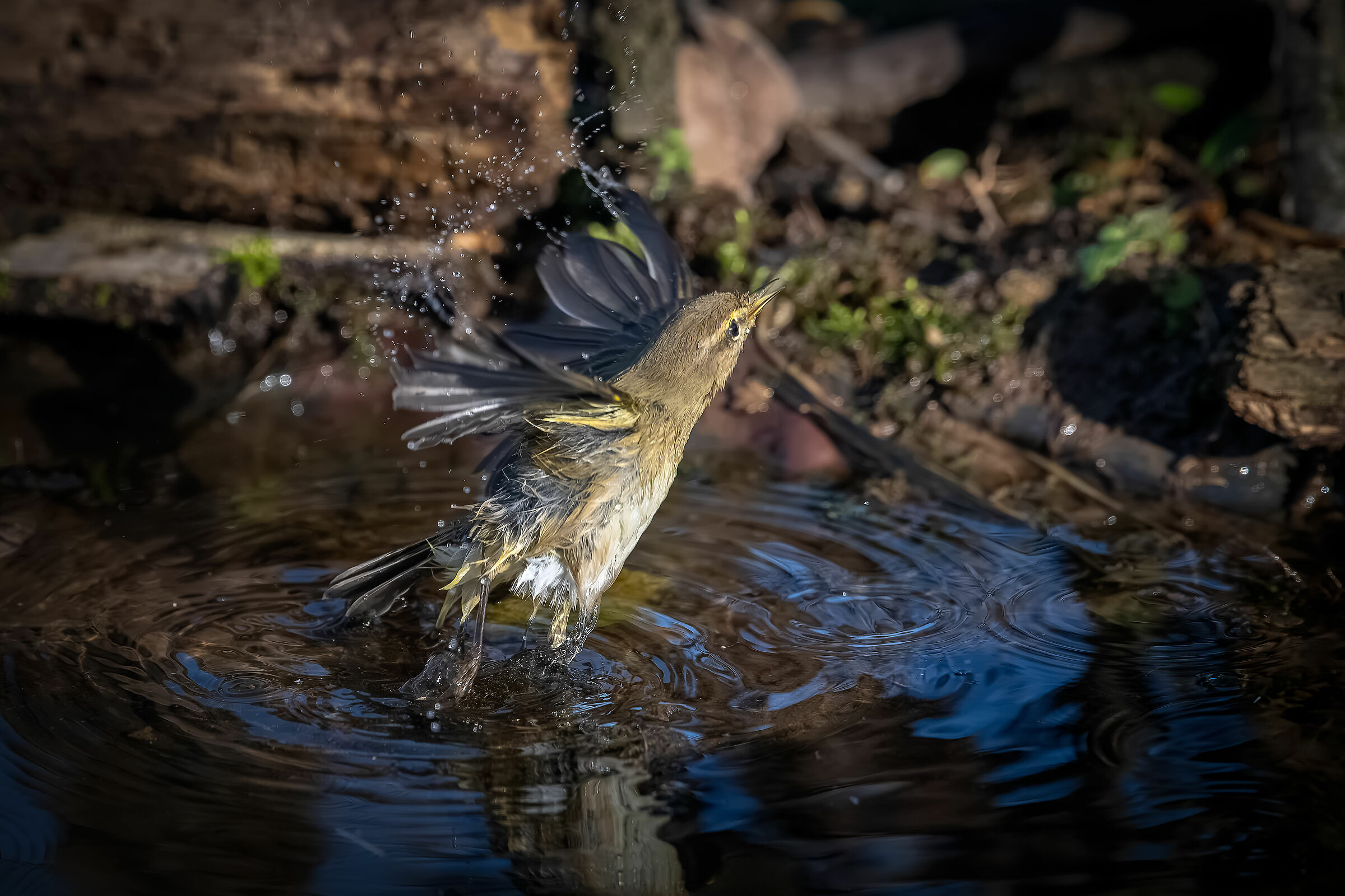 Luì taking off #capannocora