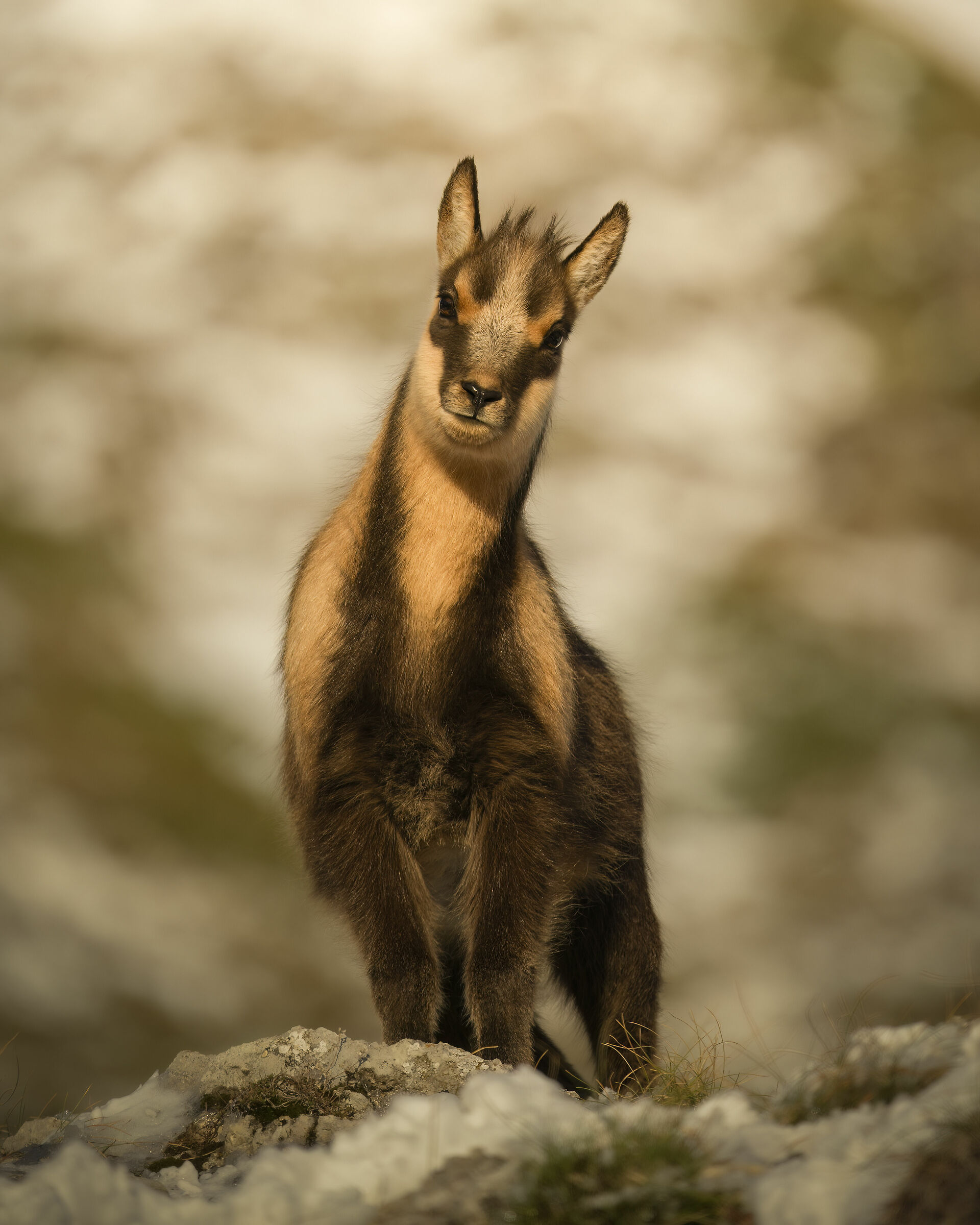 Piccolo camoscio al tramonto